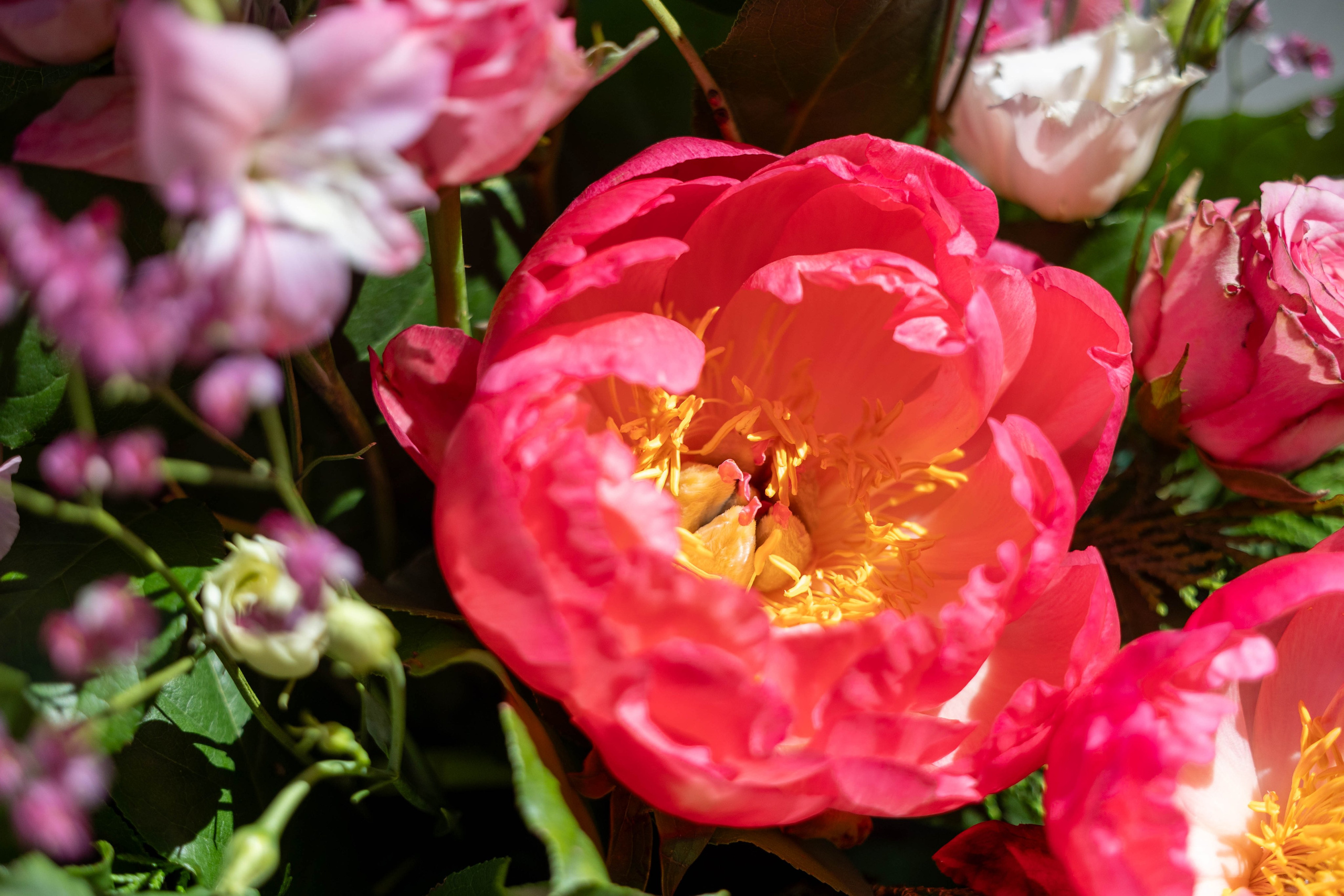  I kransen er der placeret et par lyserøde-pink blomster i forskellige nuancer, som giver et strejf af farve og romantik. Blomsternes placering er nøje overvejet, så de fremhæver hinandens skønhed og skaber en harmonisk helhed.Stilkene på blomsterne er lange nok til at give kransen et luftigt og let udtryk. De giver også mulighed for at variere kransens form og tilpasse den til forskellige indretninger.Uanset årstid vil denne bladkrans tage sig smukt ud på kirkegulvet. Den er et symbol på fred, håb og kærlighed, og den vil bringe en smule lys og skønhed ind i ethvert rum.