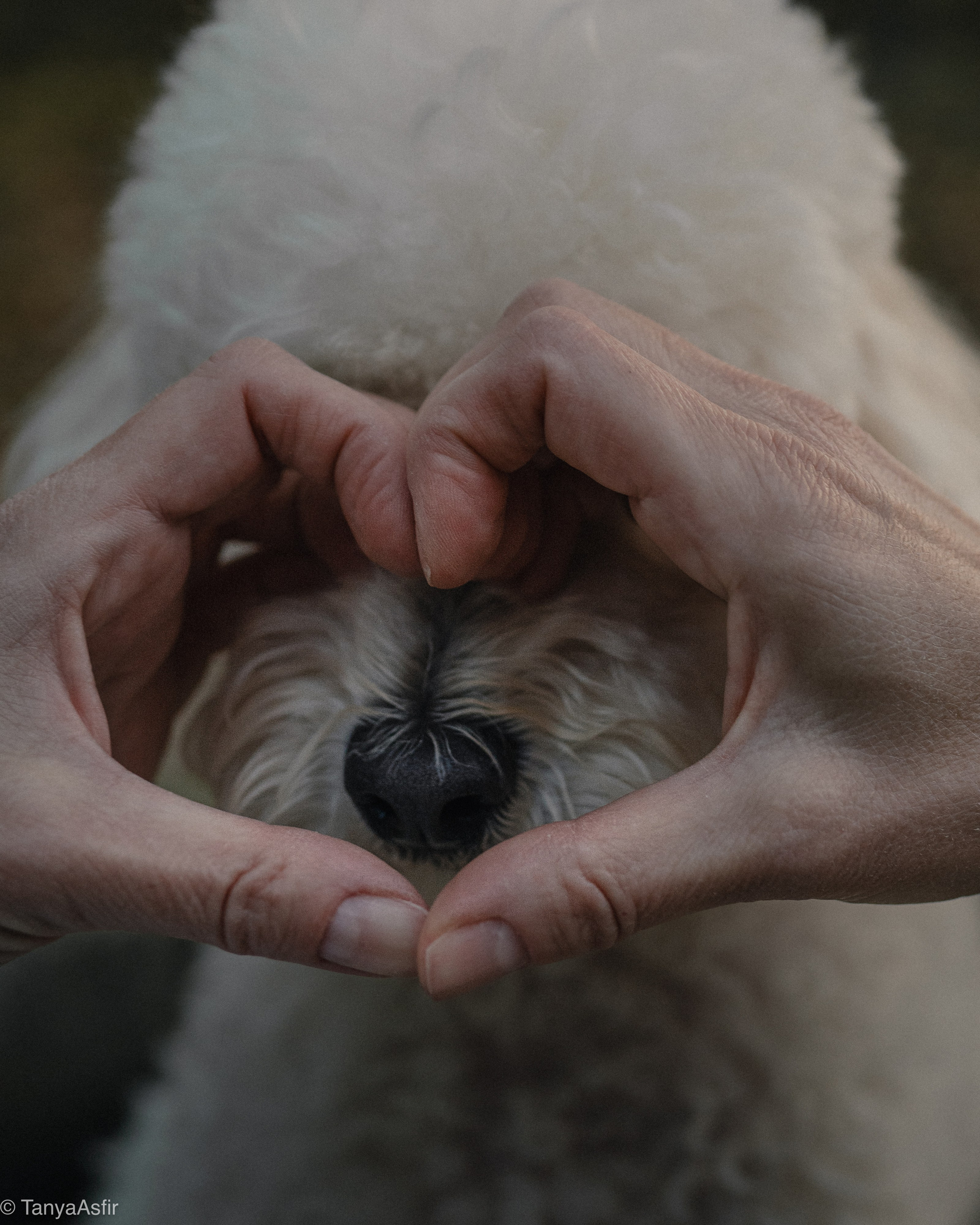 Outdoor Pet Photography by Tanya Asfir, Belgrade. Tanya Asfir — Pet & Animal Photographer | Belgrade, Serbia
