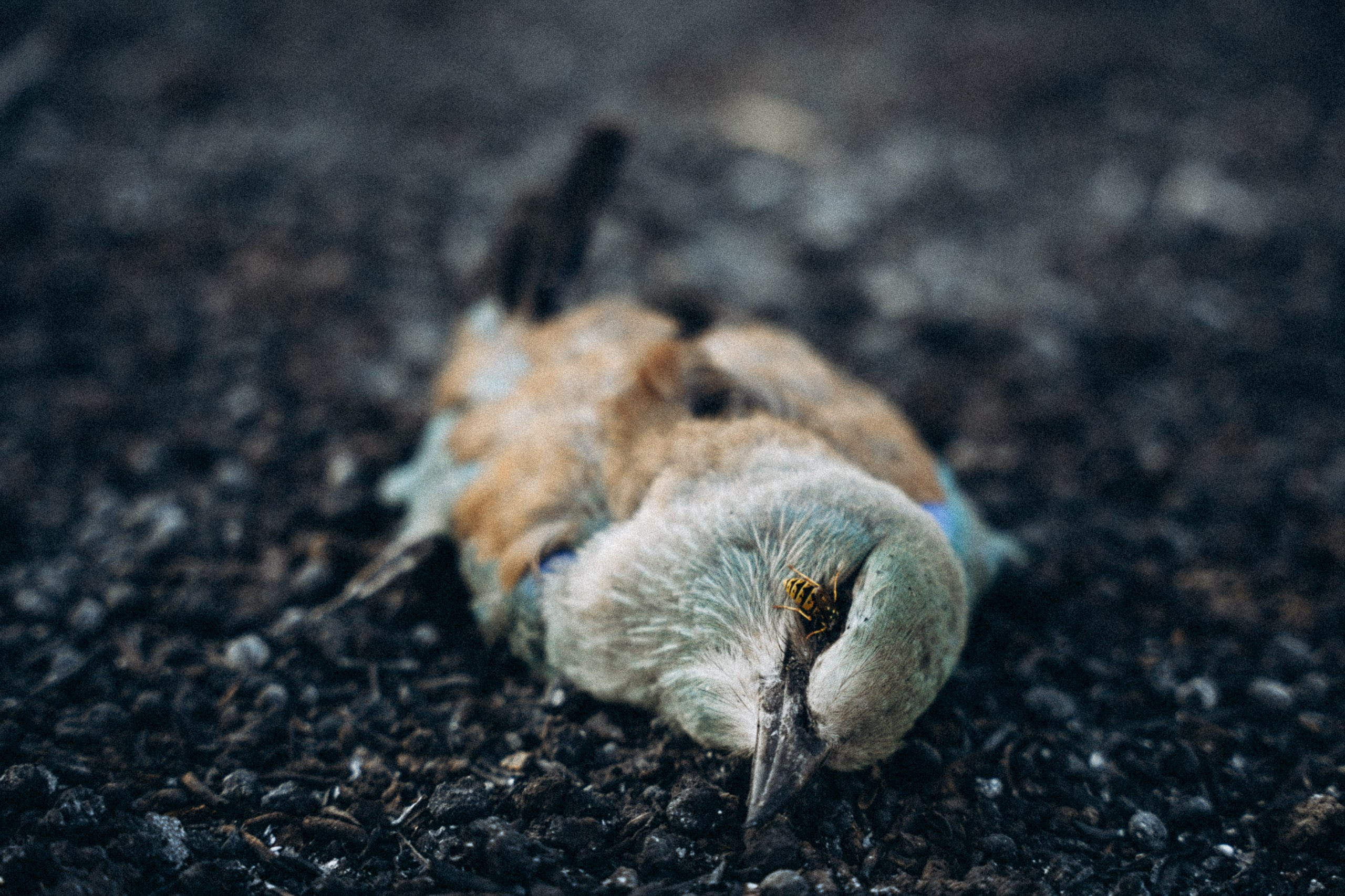 Пожар на Косе. Anita_photo