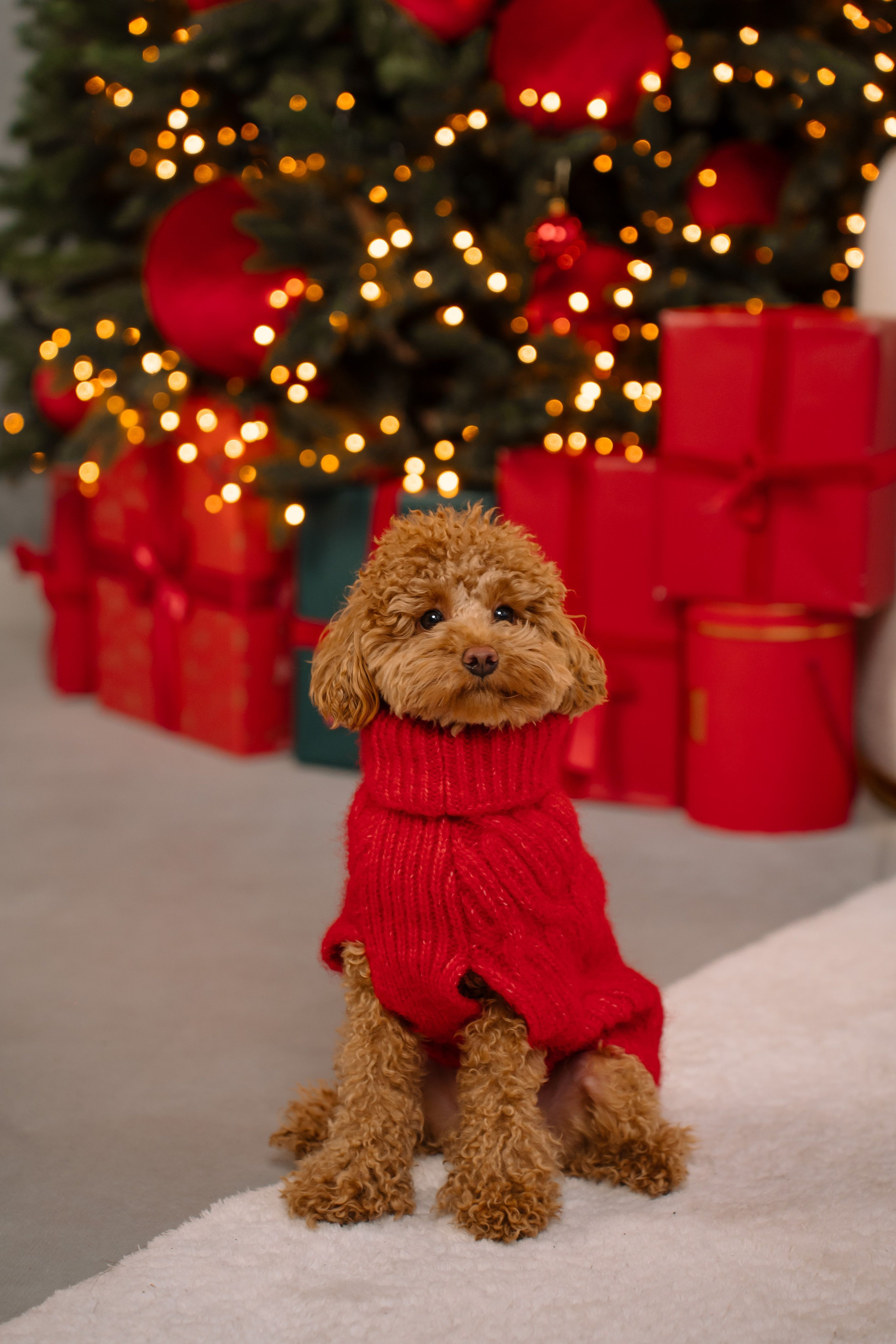 Sesiune foto de Crăciun (2). Diana Muntean Photography