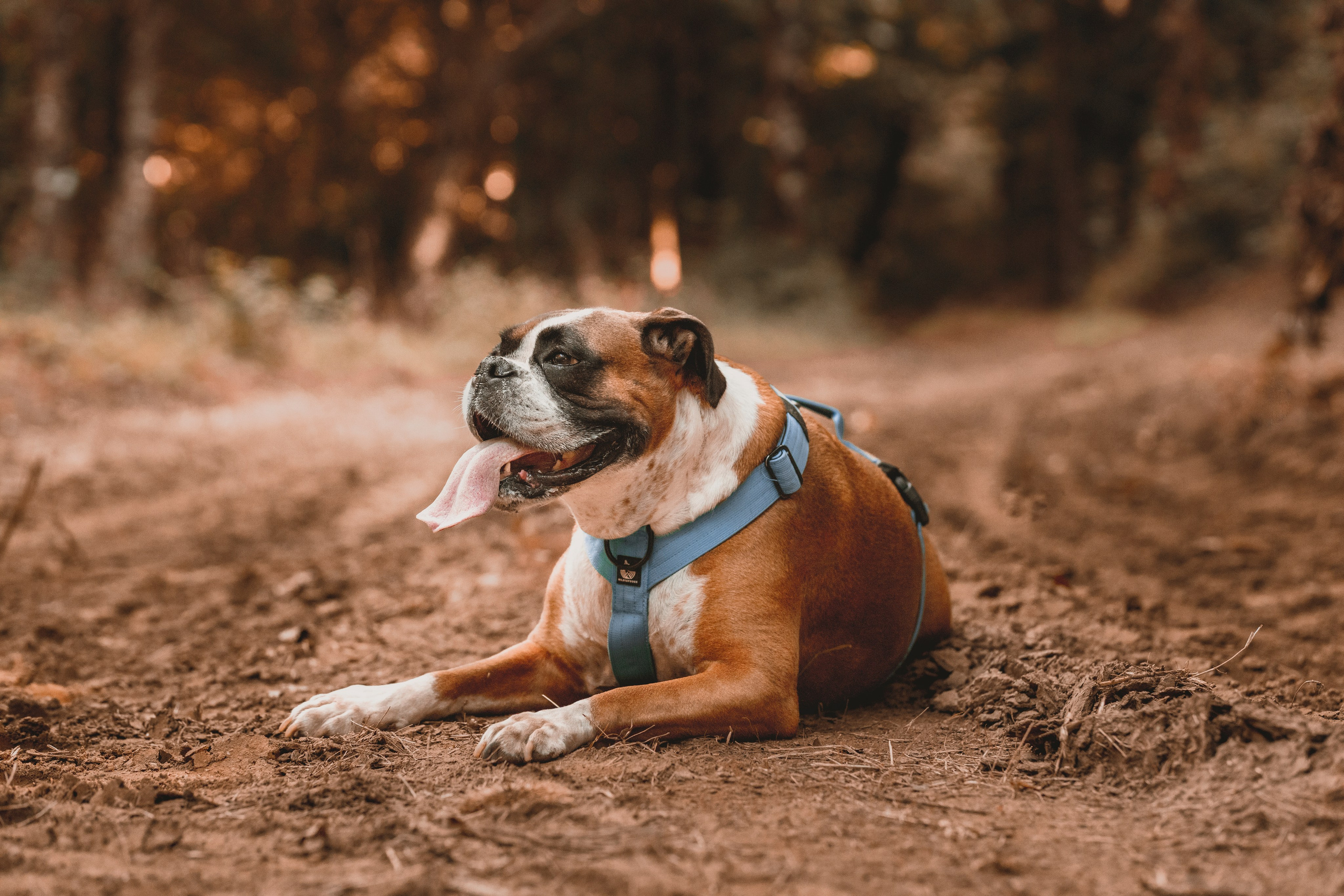 Sesiones fotográficas a mascotas. RabelByCris Fotógrafa en Coruña de Eventos, sesiones, mascotas