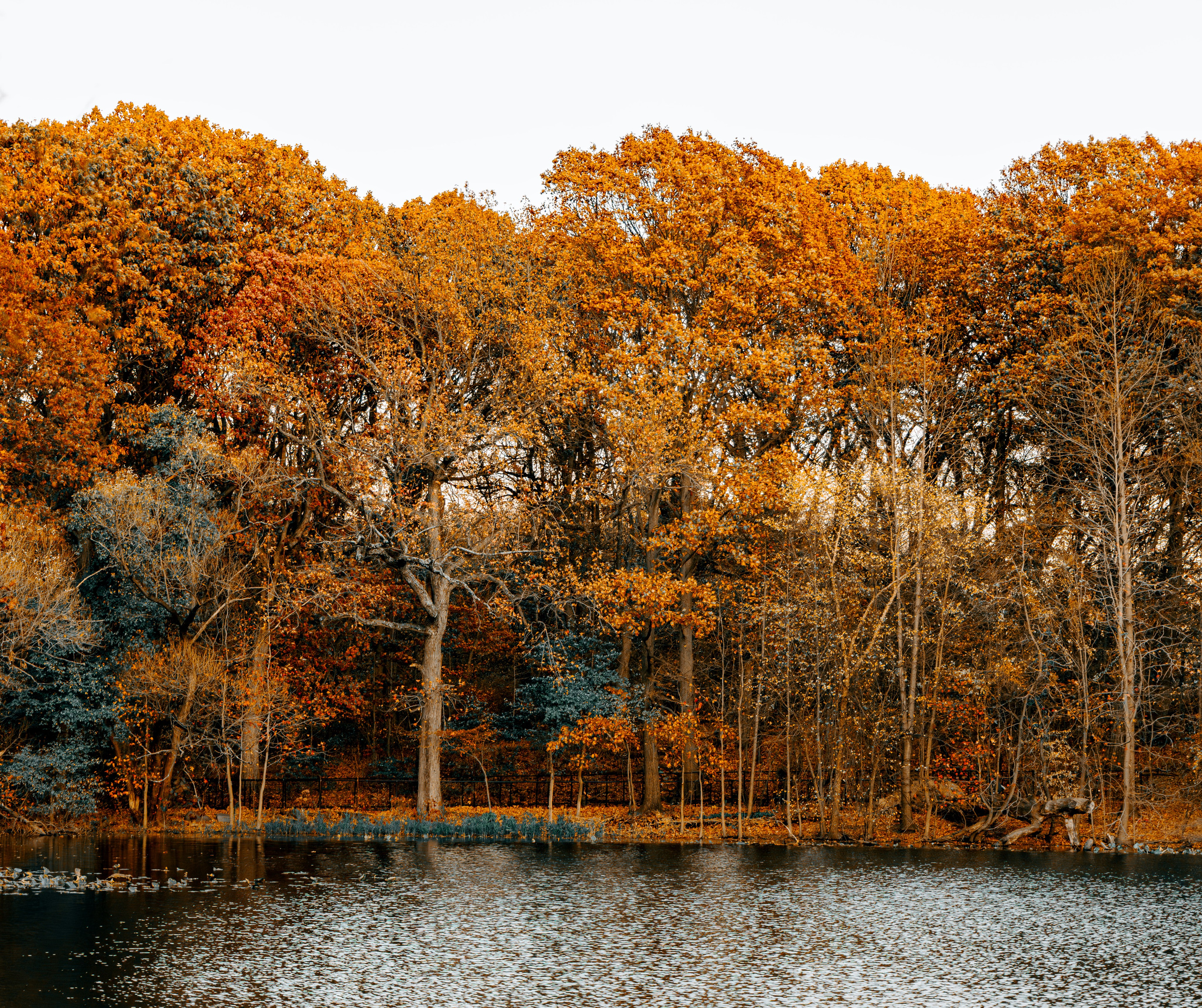 autumn fall USA photoshoot pricing portrait Photographer Wedding Proposal Photoshoots Headshoots Engagement Elopement Family New York Linkedin facebook 