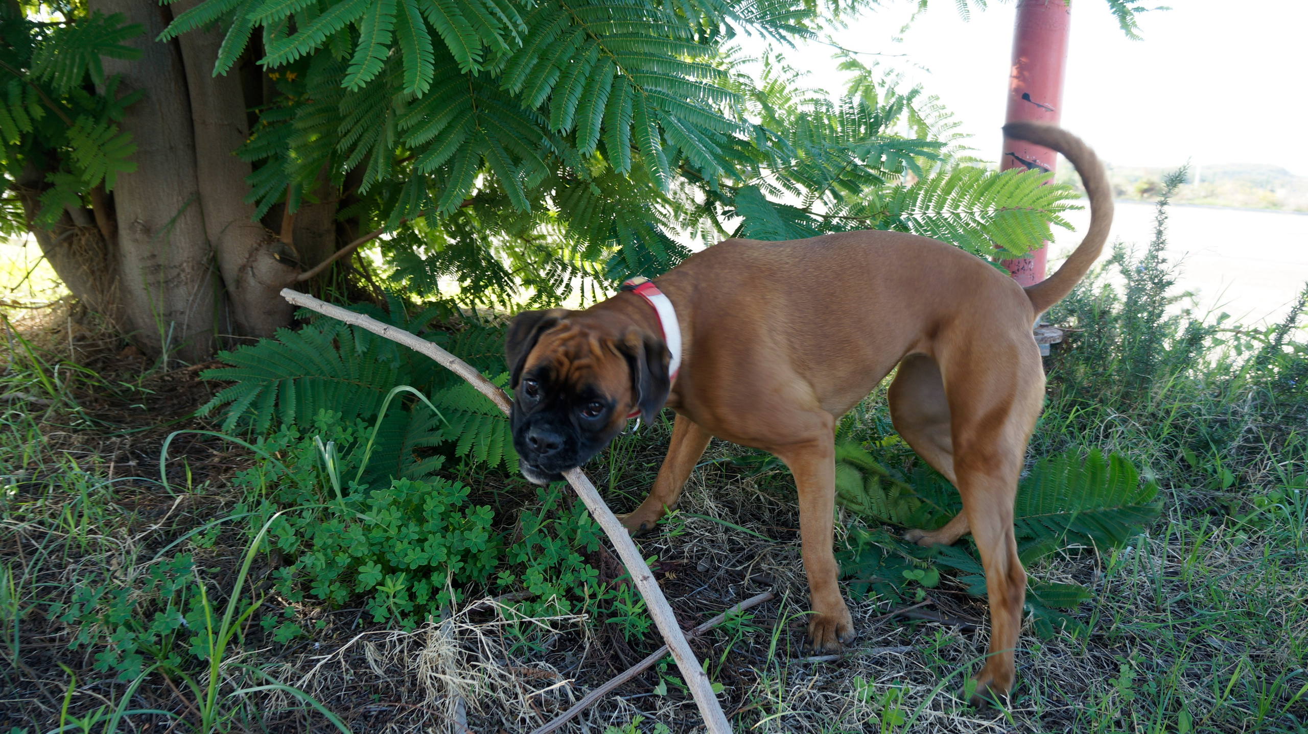 My ״Star״ Boxer Dog