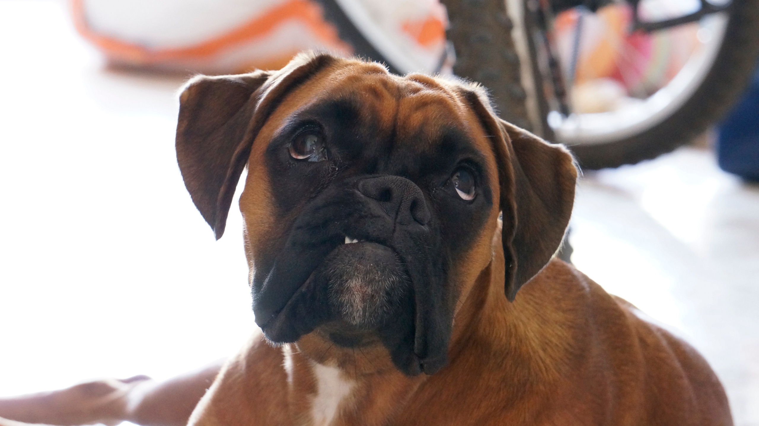 My ״Star״ Boxer Dog