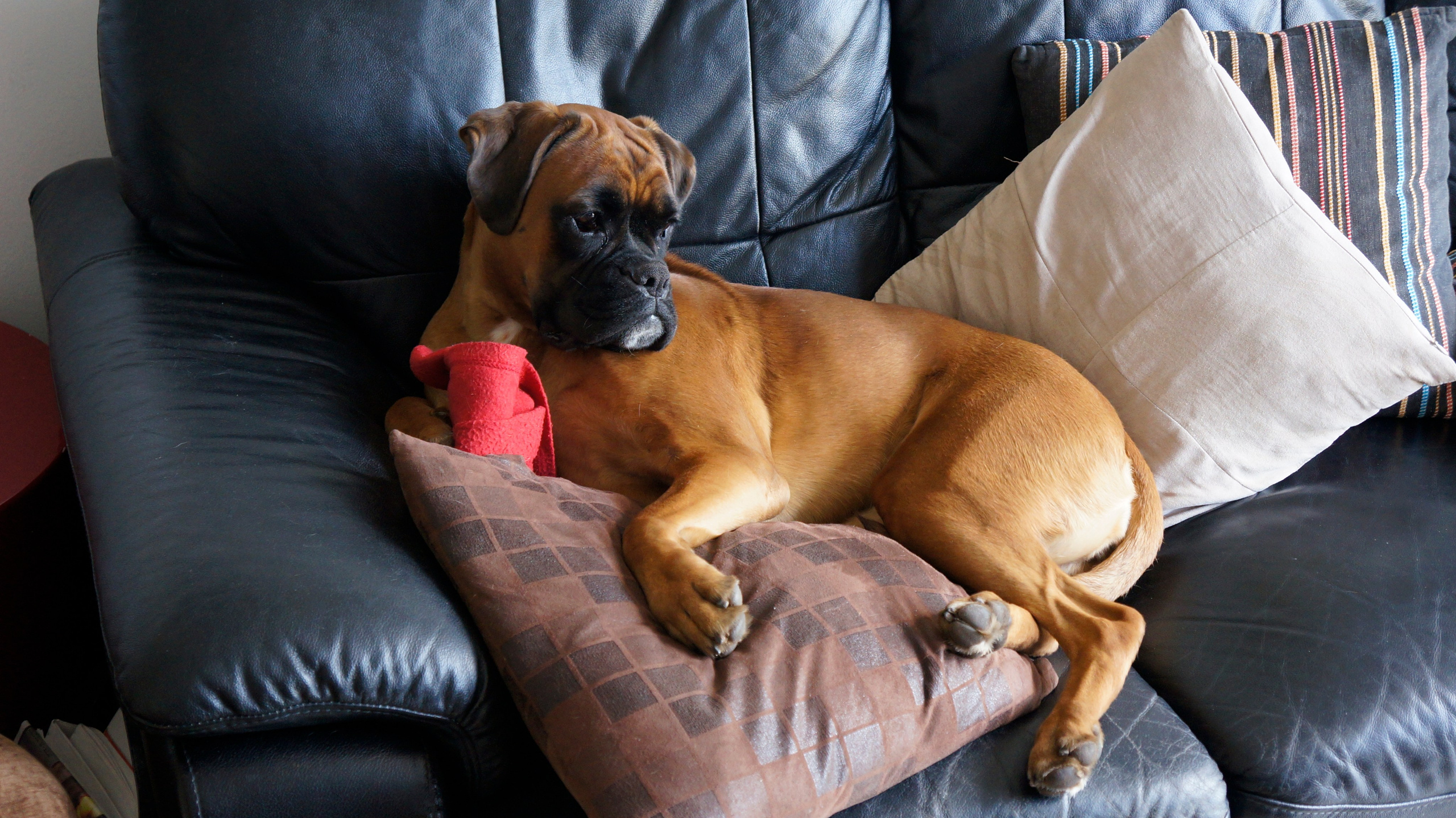 My ״Star״ Boxer Dog