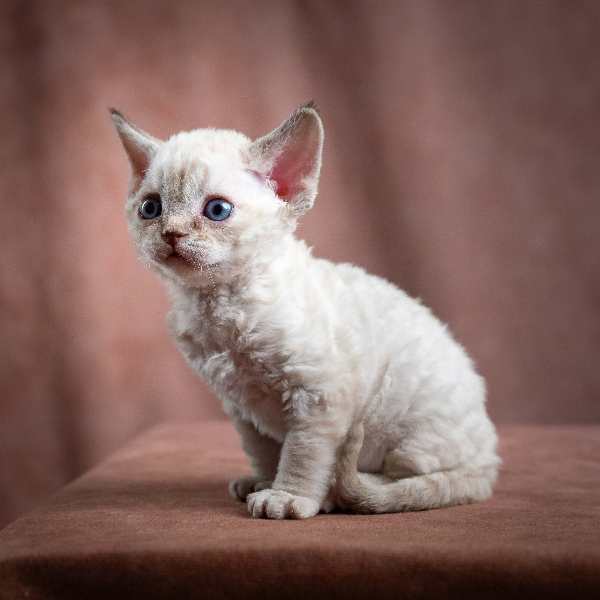 Maya, girl, born 01.15.26. Devon Rex Pixie Cattery