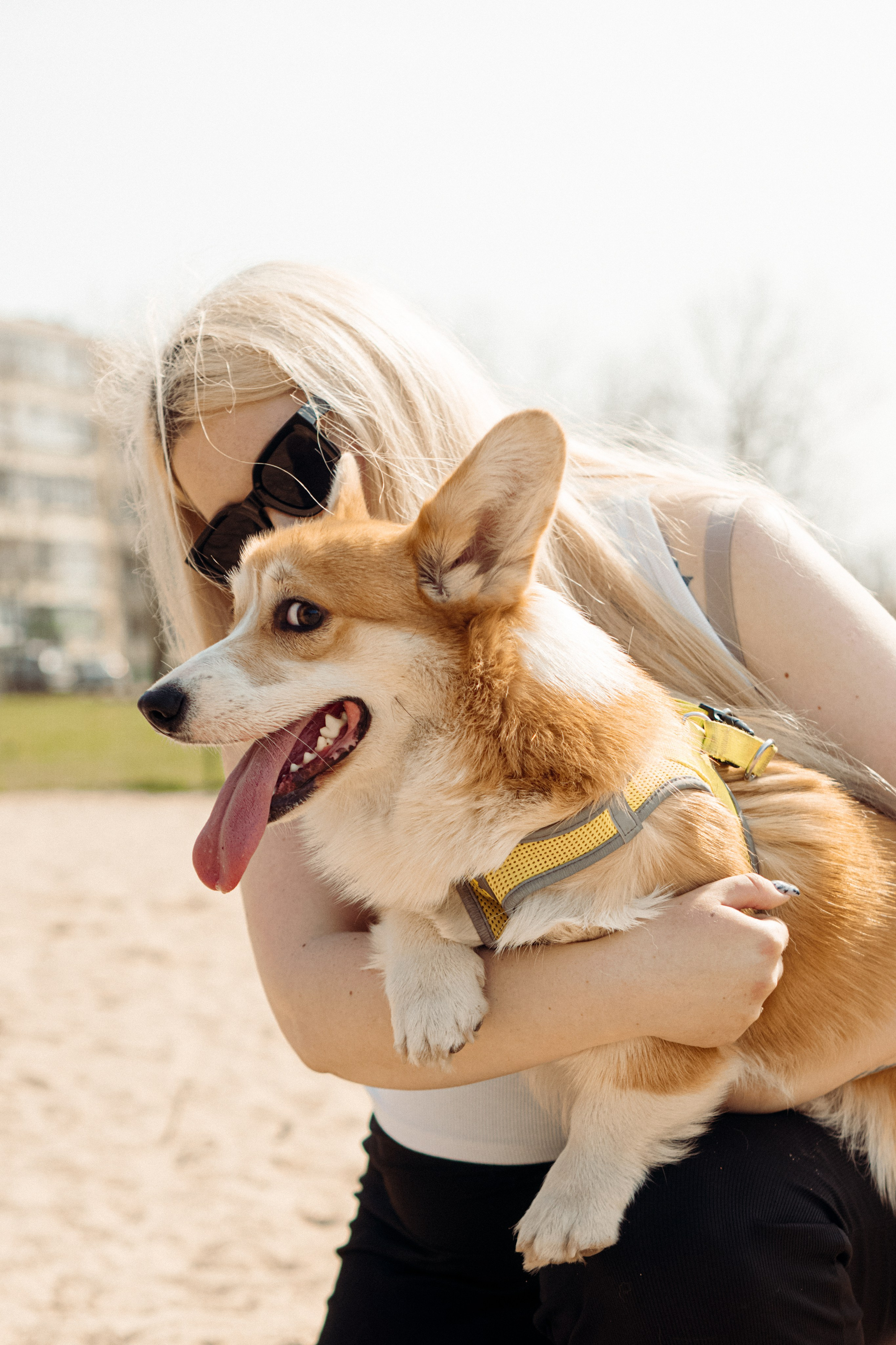 Corgi party, 18 apr. 2025. Kat Laisaar — Pet photographer in Tallinn