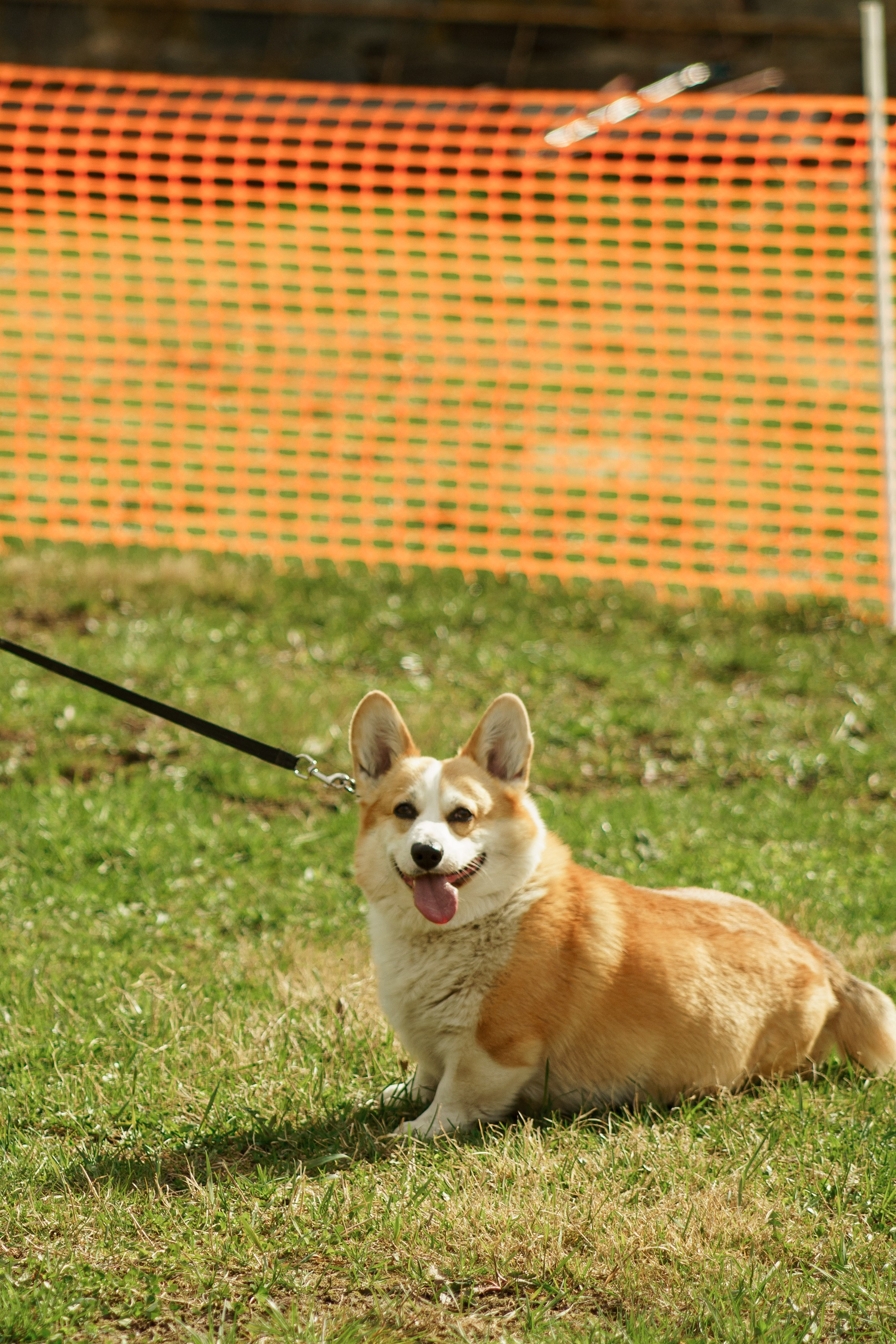 Herding Days, 26 apr. 2025. Kat Laisaar — Pet photographer in Tallinn