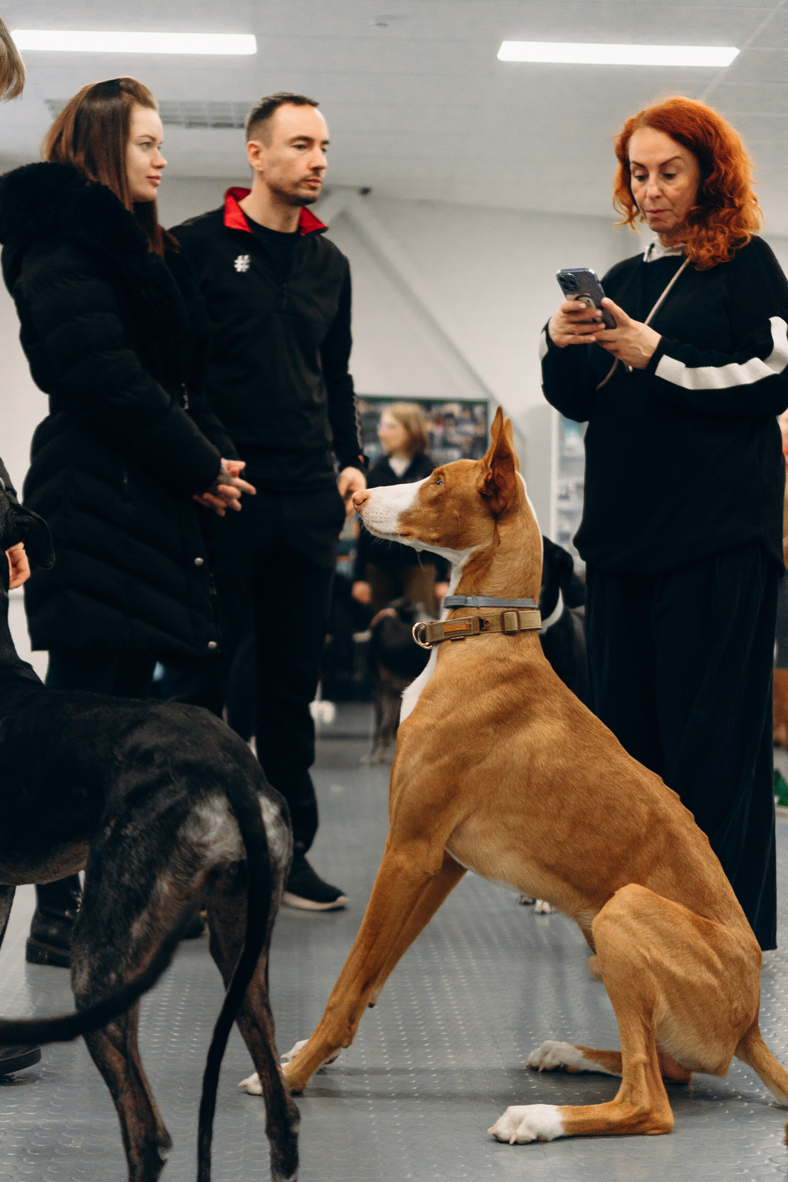 GalgoTreff / PetCity Rannamõisa, 13 apr. 2025. Kat Laisaar — Pet photographer in Tallinn