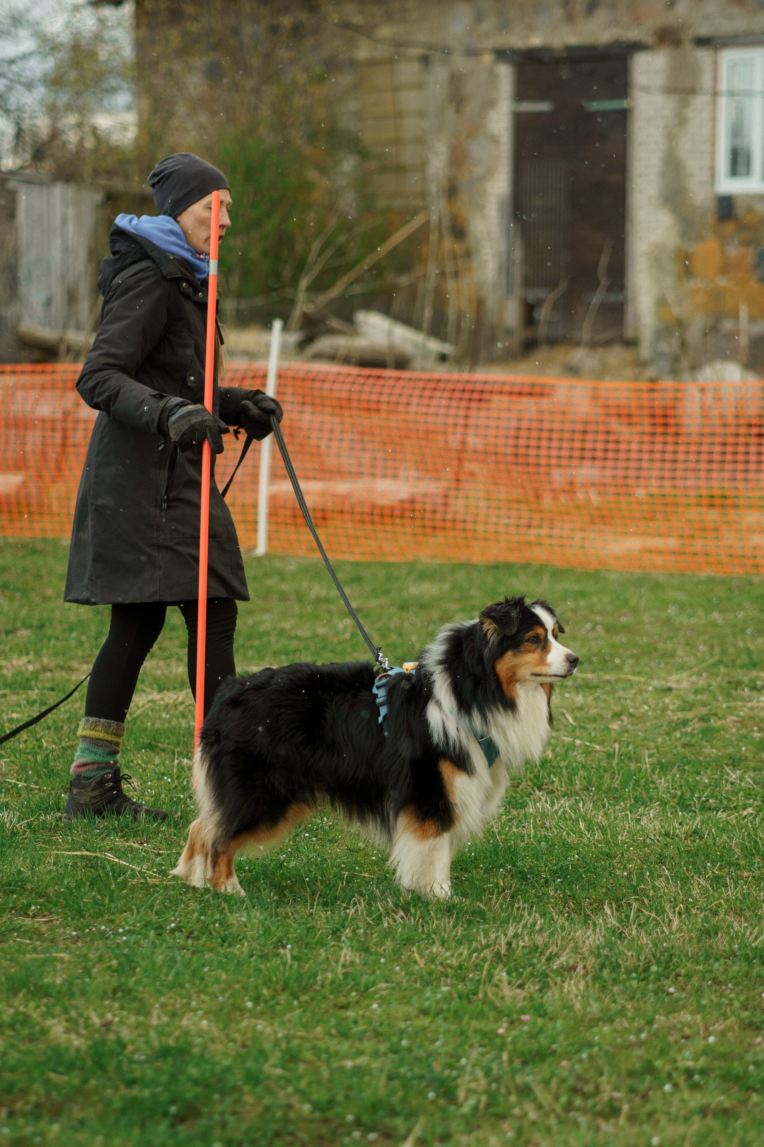 Herding Days, 26 apr. 2025. Kat Laisaar — Pet photographer in Tallinn