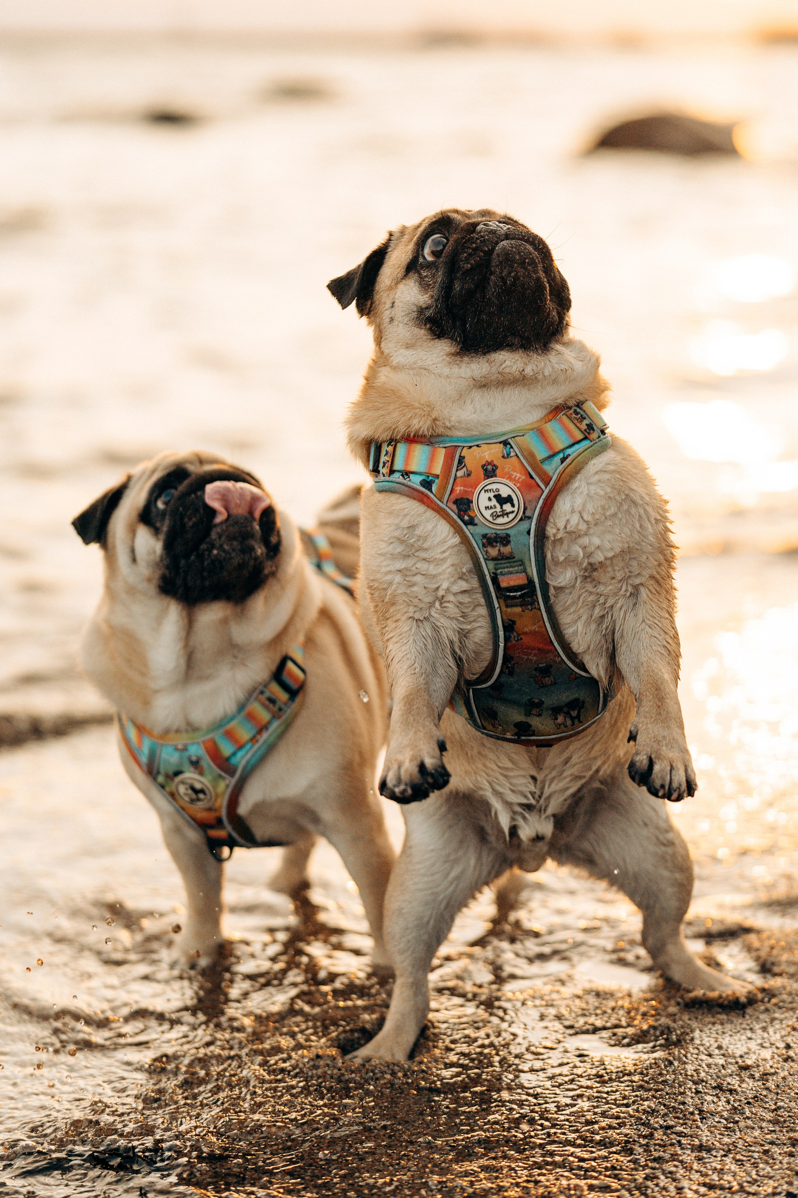 Frank, Tony, Katerina & Lev. Kat Laisaar — Pet photographer in Tallinn