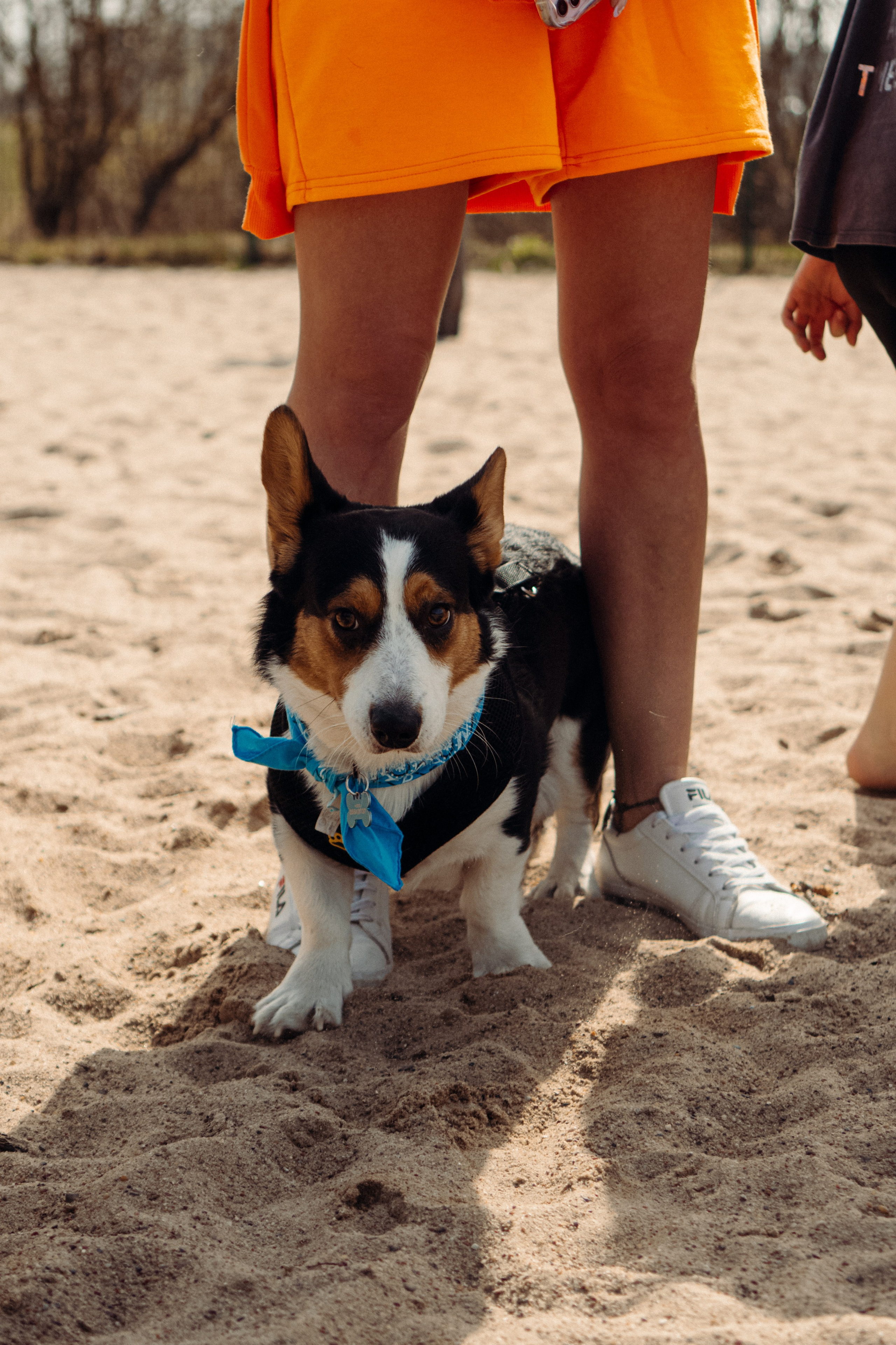 Corgi party, 18 apr. 2025. Kat Laisaar — Pet photographer in Tallinn