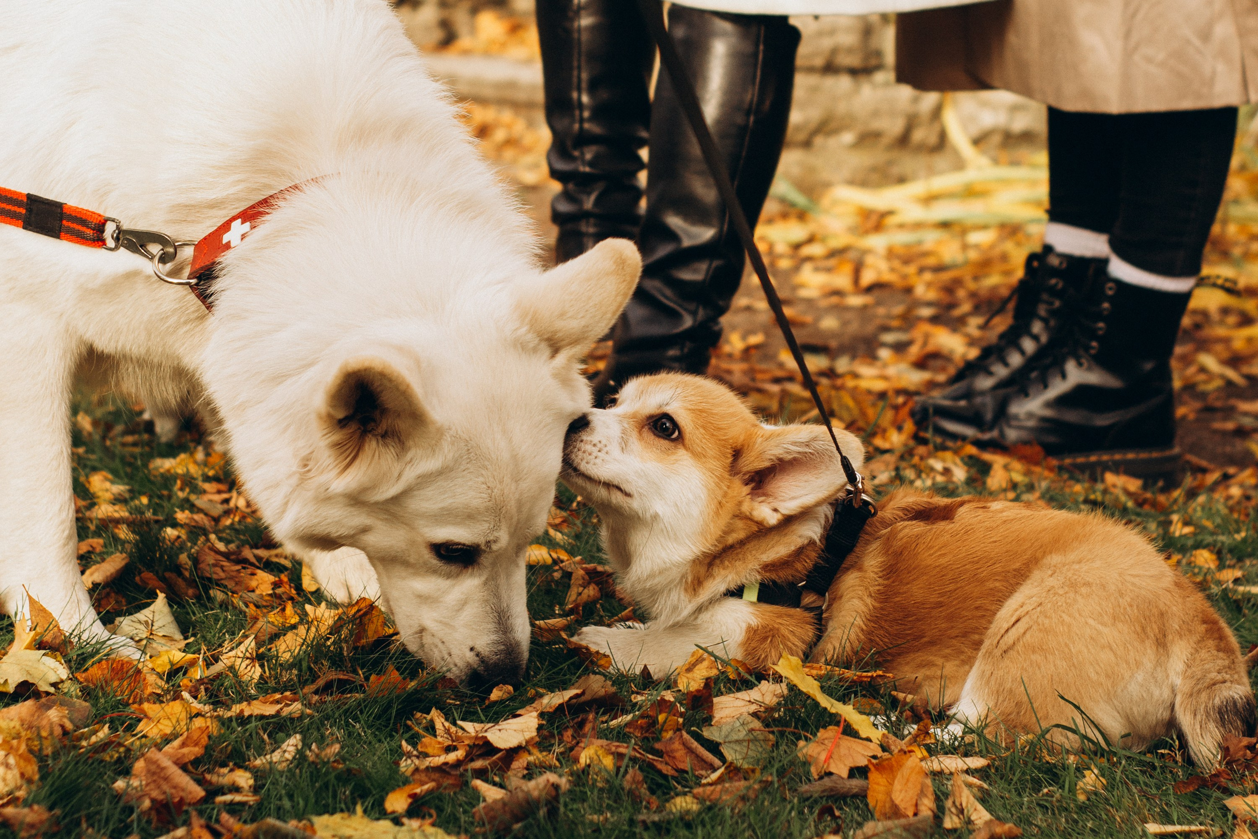 Corgi party, october. Kat Laisaar — Pet photographer in Tallinn