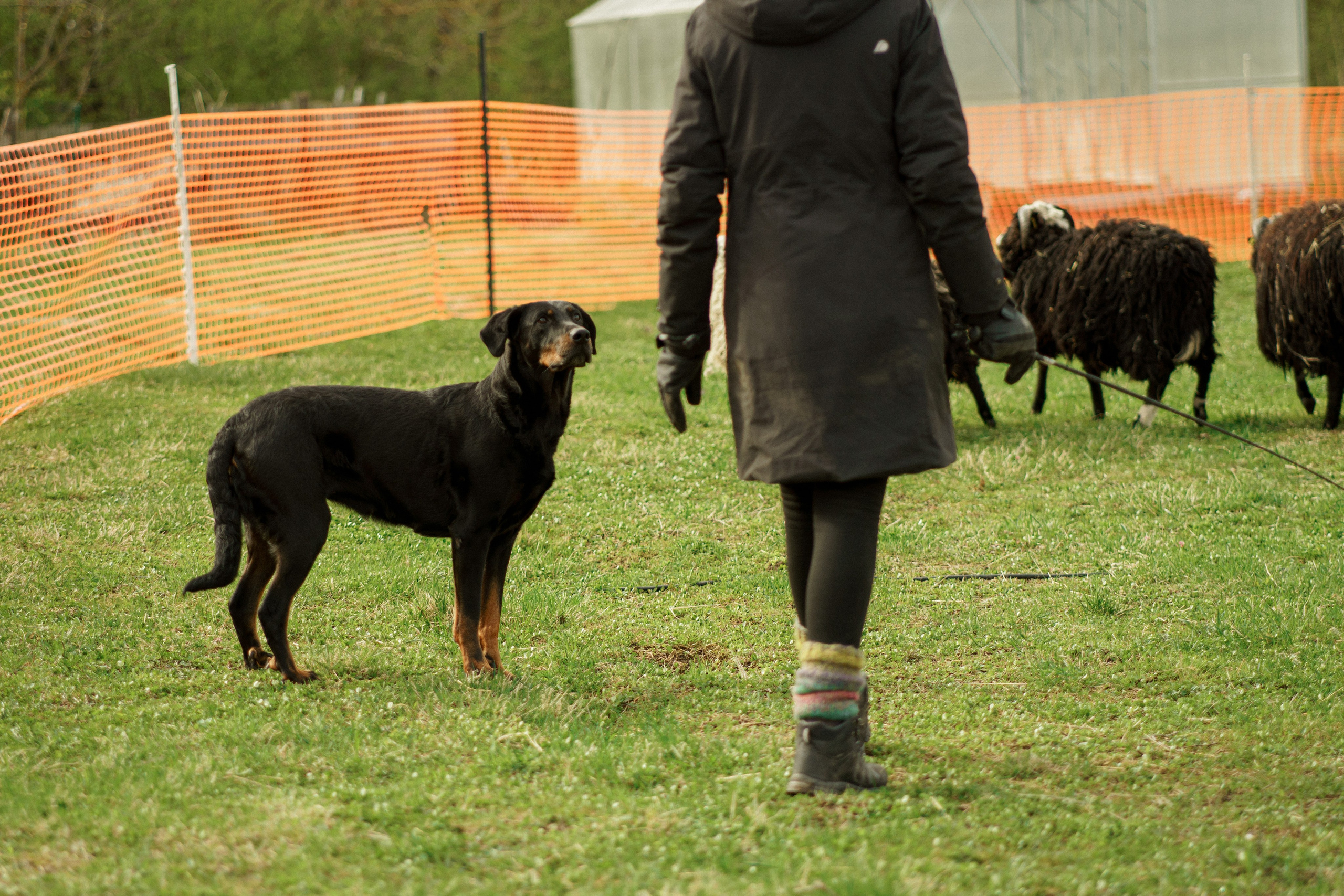 Herding Days, 26 apr. 2025. Kat Laisaar — Pet photographer in Tallinn
