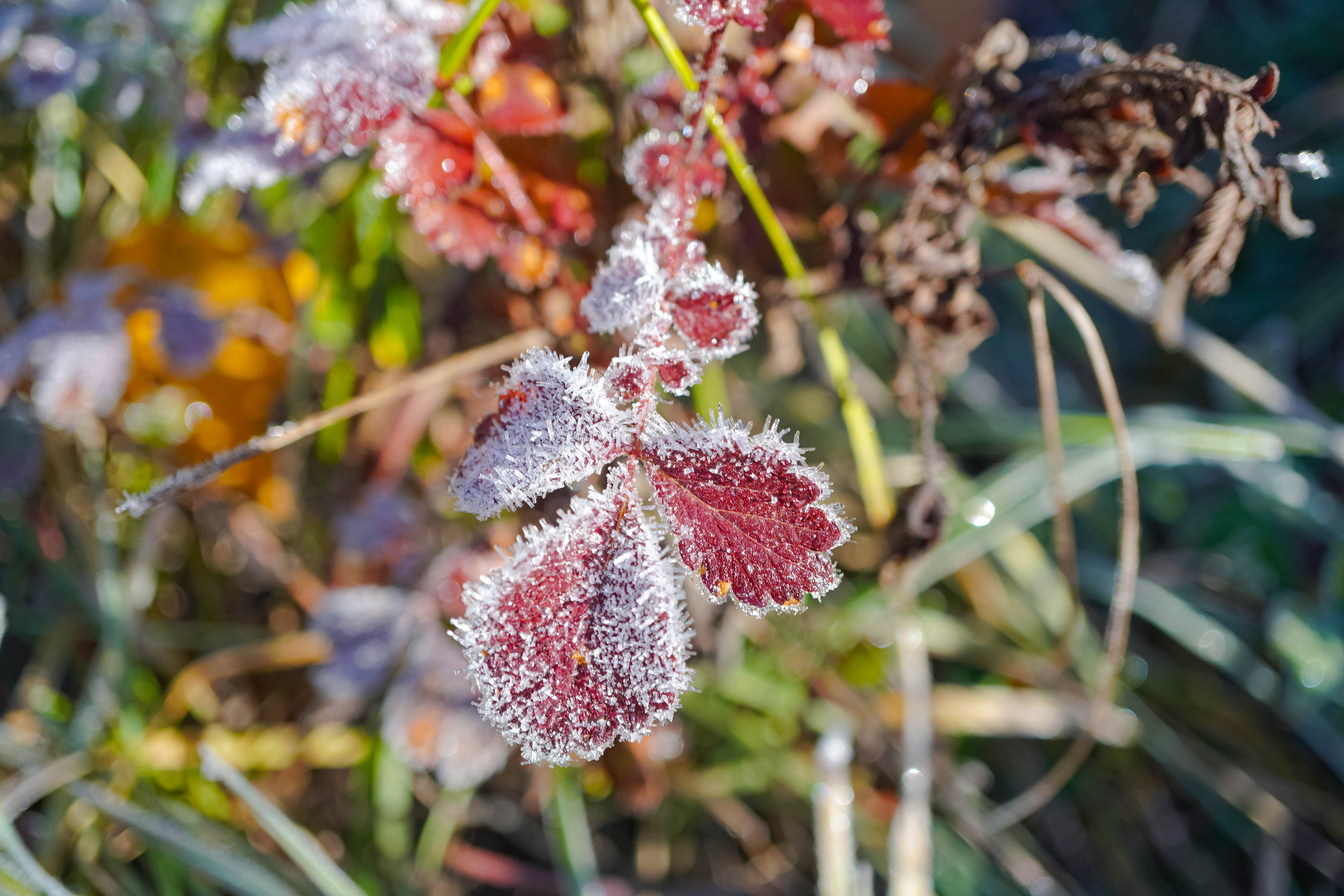 Bocetos. Alba del Norte Studio