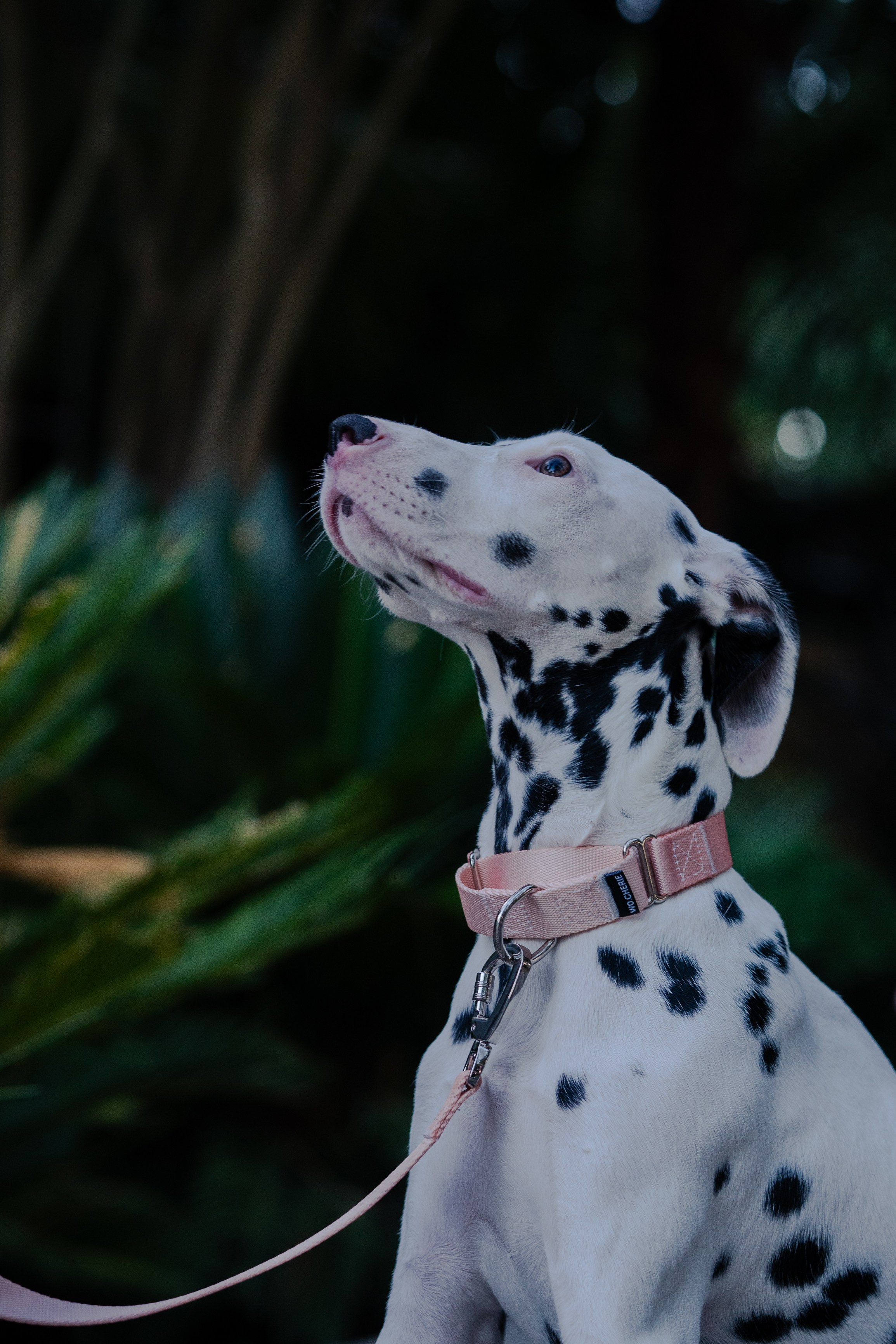 Wo.cherie. Lisbon Event Photographer