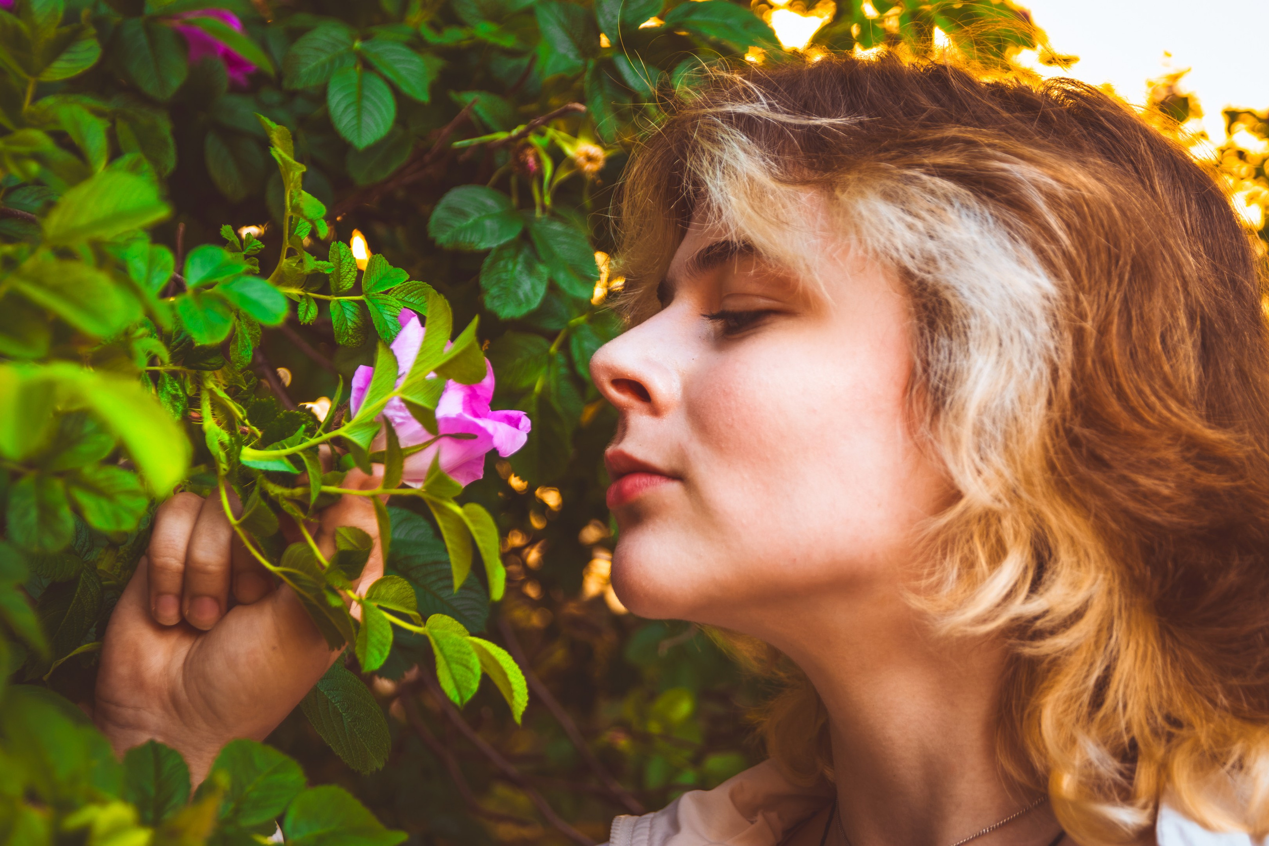Lahe graatsia (Sonja). Nebula 25 — Fotod teie hingele