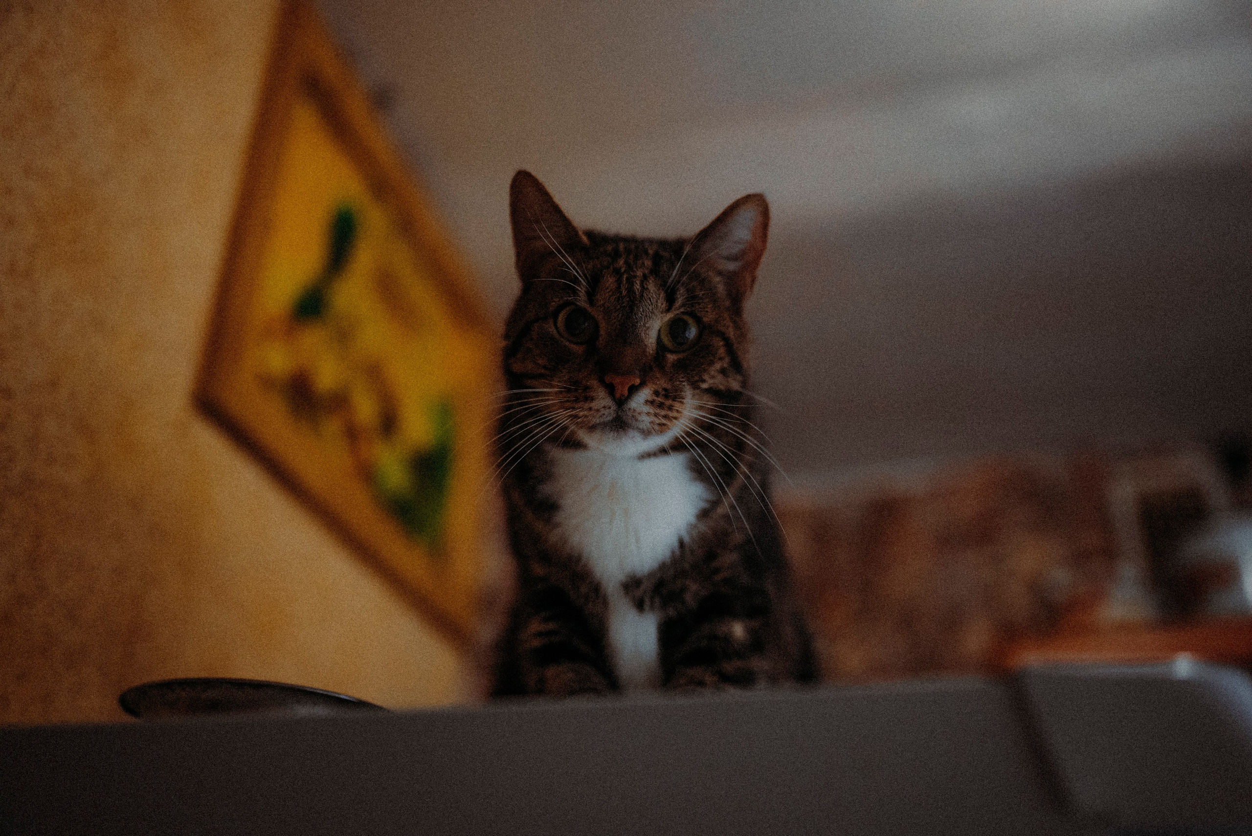 2024. Стрит-фотография, полная абсурда, идиотизма и красоты