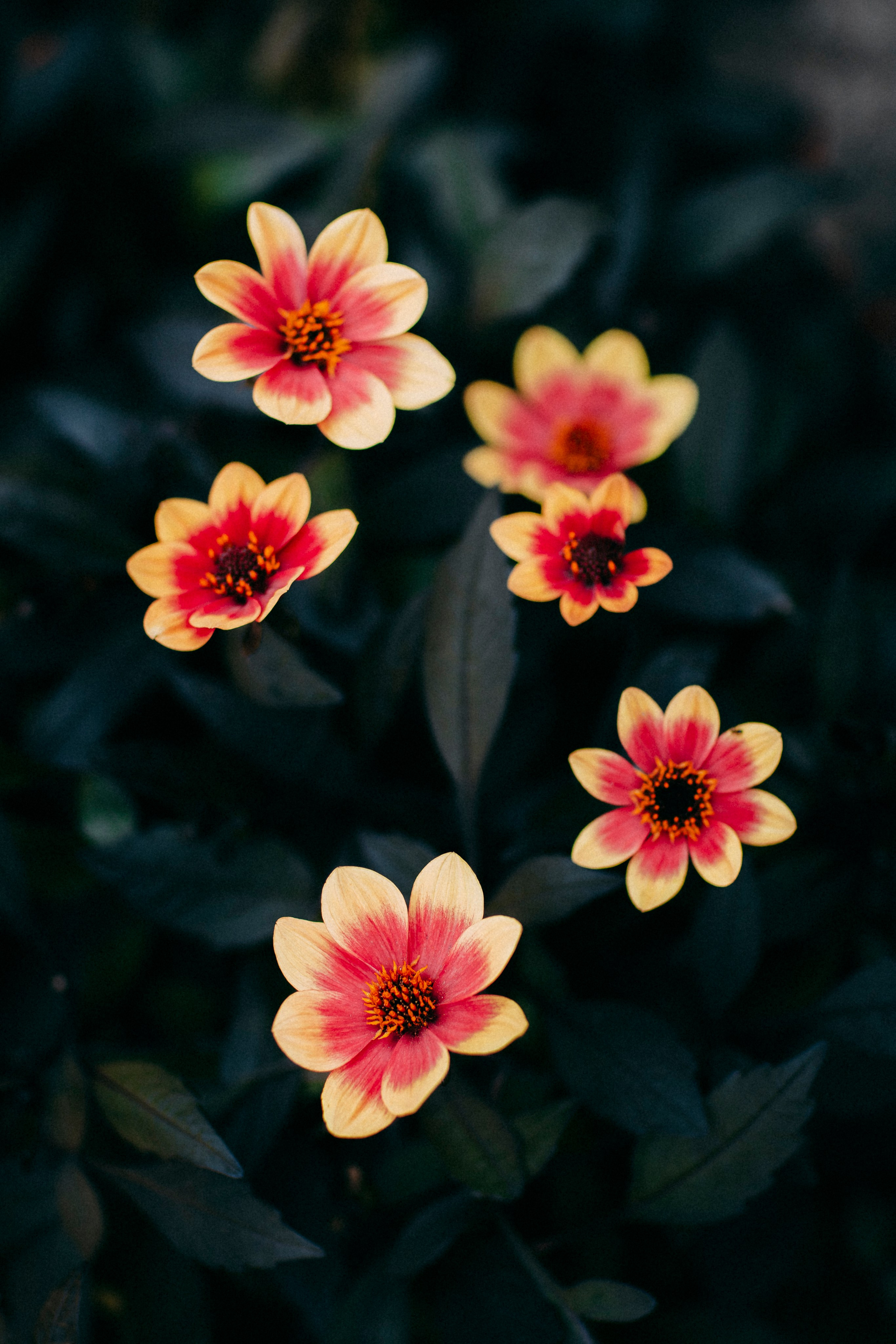 Aleksej and Dana. Your photographer