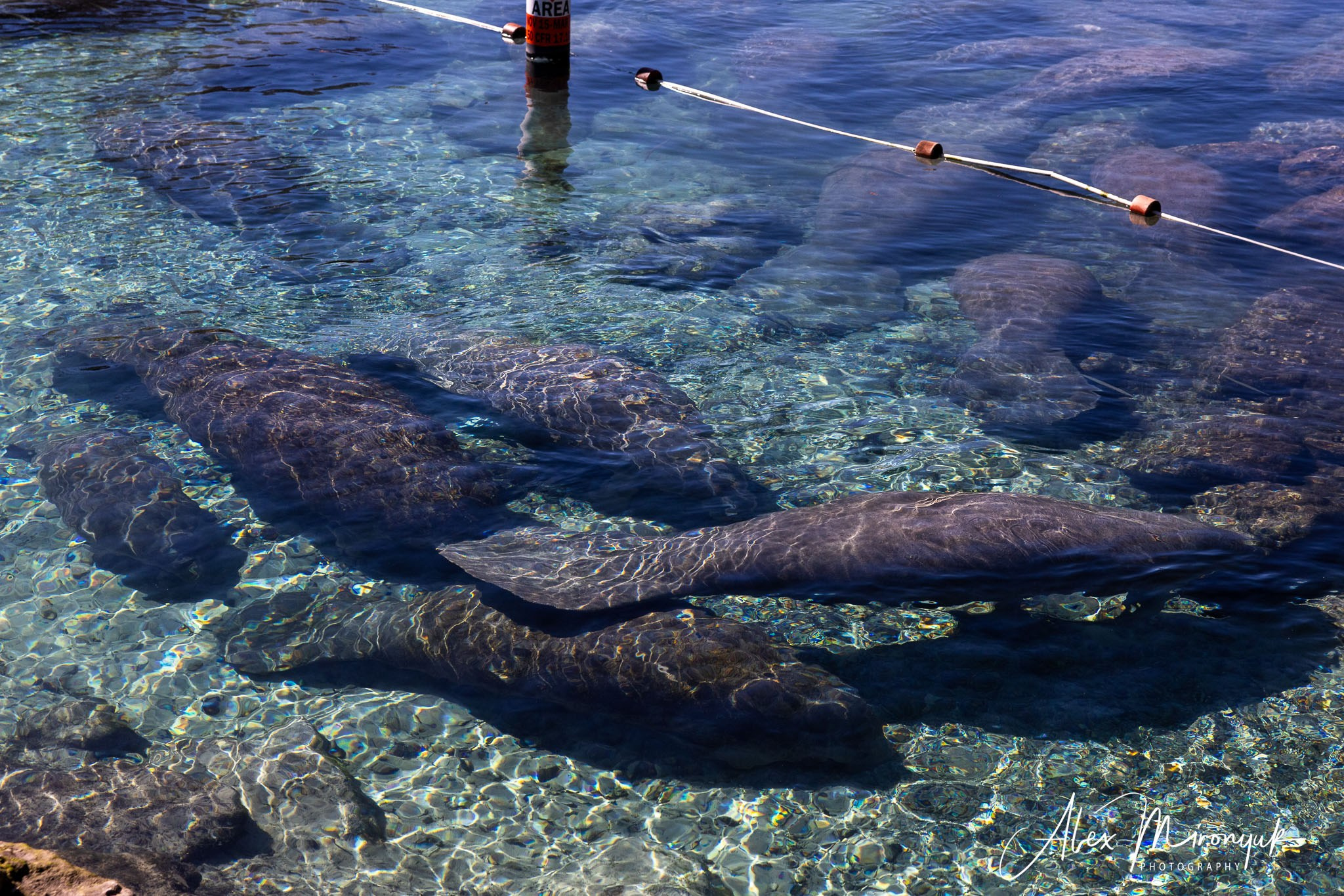 Exploring True Florida: Springs, Rivers & Manatees by Canoe. Pet, Senior, Landscape, portrait studio, photographer in Miami and Sou