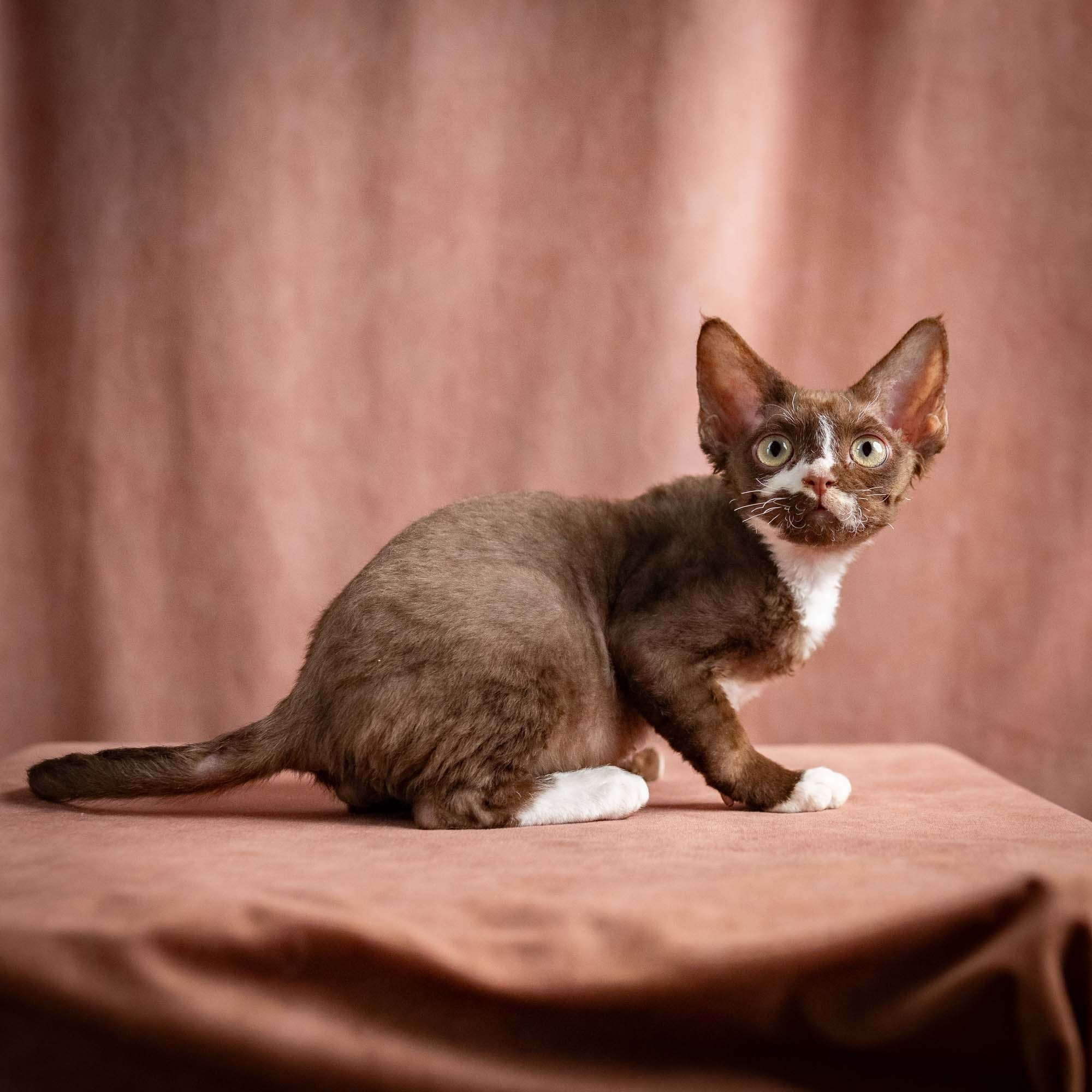 Preston, boy, born 02.11.26. Devon Rex Pixie Cattery