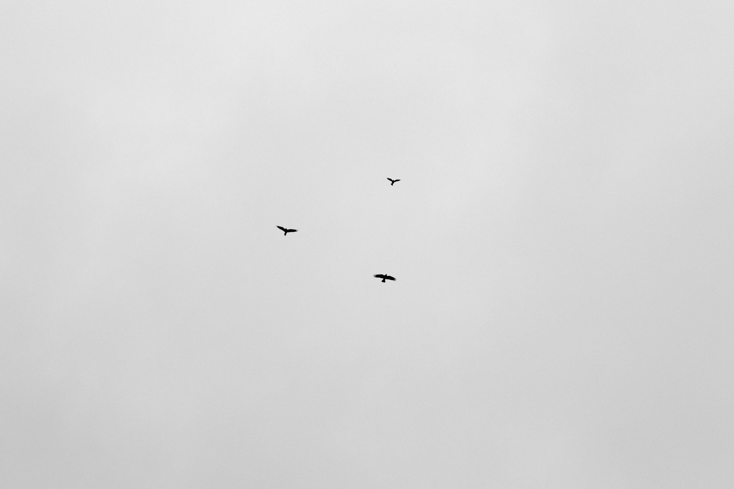 Caique & Ingrid. Photographer in Dublin, Pavel