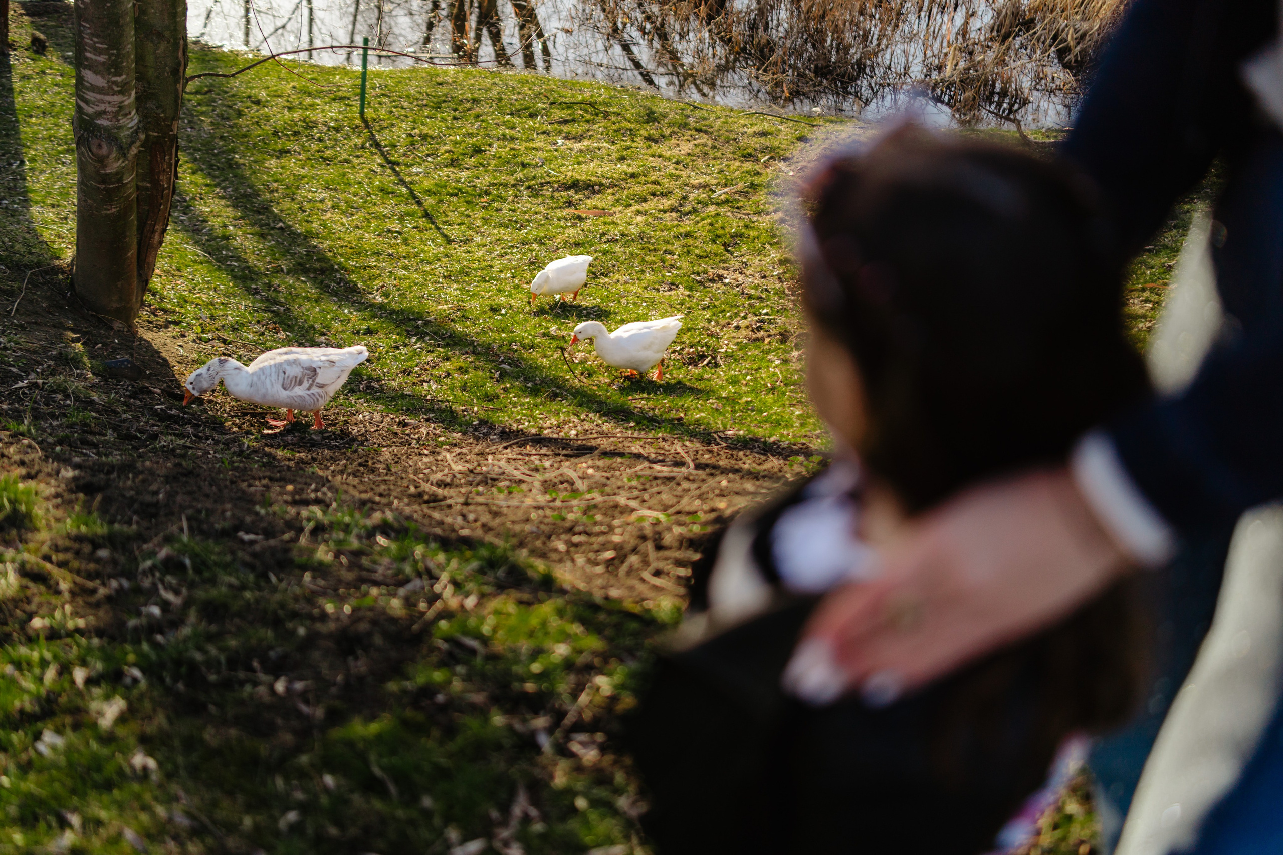 Sara’s Family. Foto-Video Nunta Iasi, Suceava, Bucuresti / Disponibilitate 2025 — 2026 — 2027