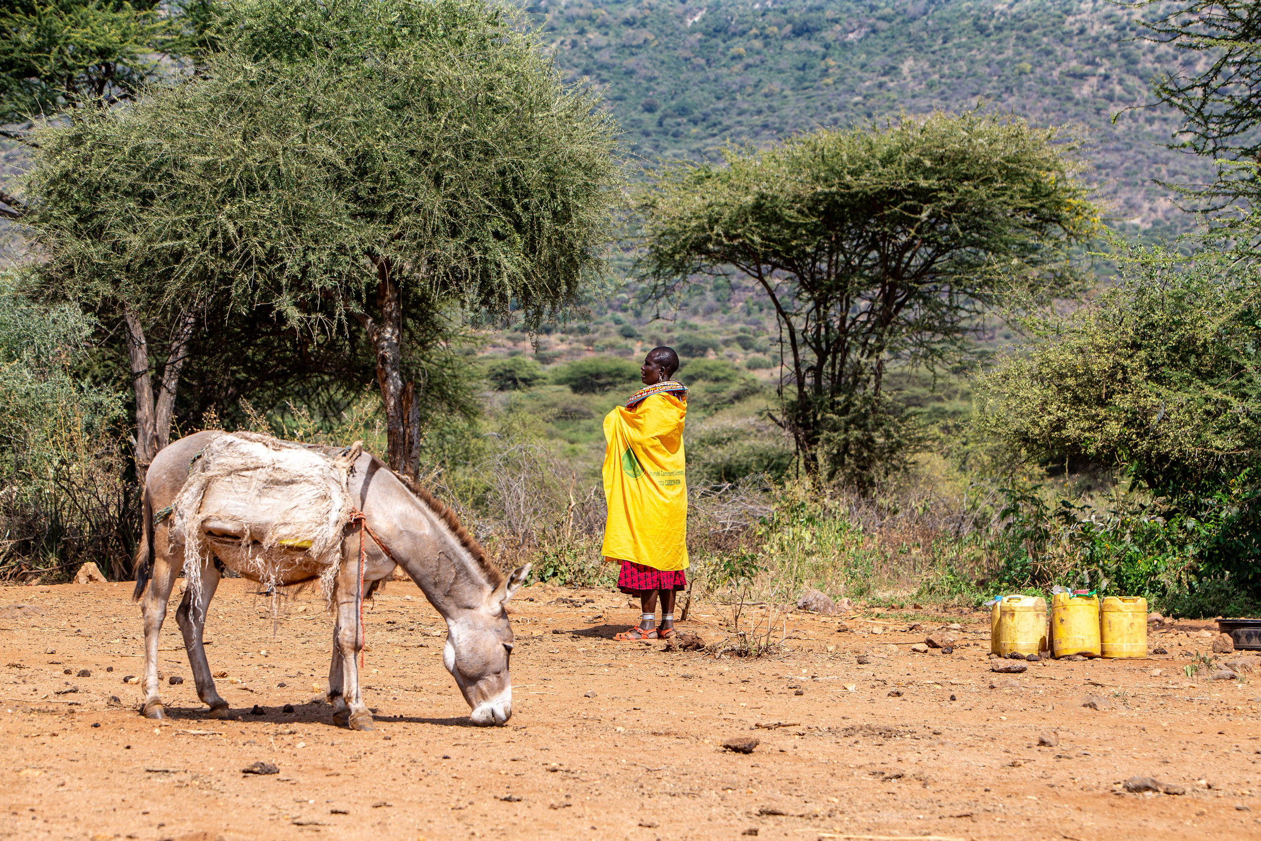A photo of a donkey in the foreground and a Samburu woman in the background next to water jerrycans, at a waterpoint. Documentary storytelling.