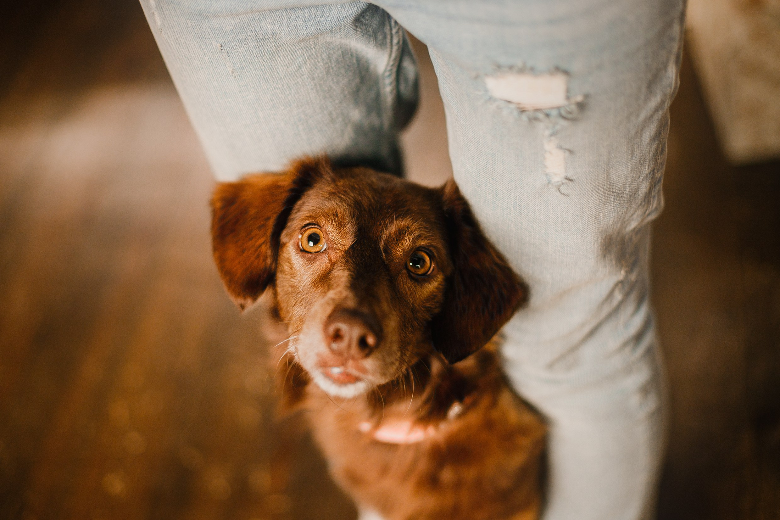 Lana, Edgar and Mucha | new year studio. Kaja | fotograf psów we Wrocławiu