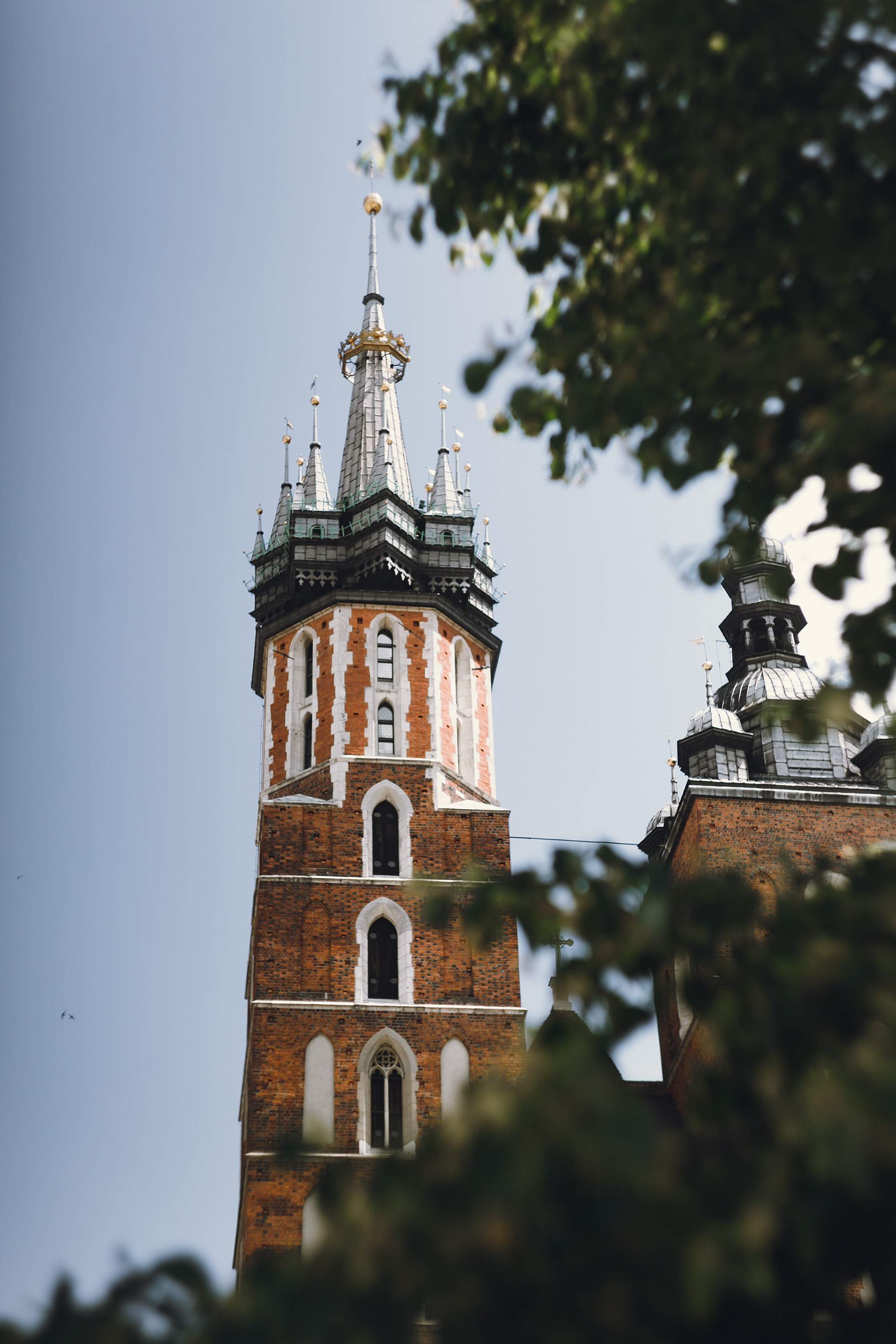 Krakow. Kaja | fotograf psów we Wrocławiu