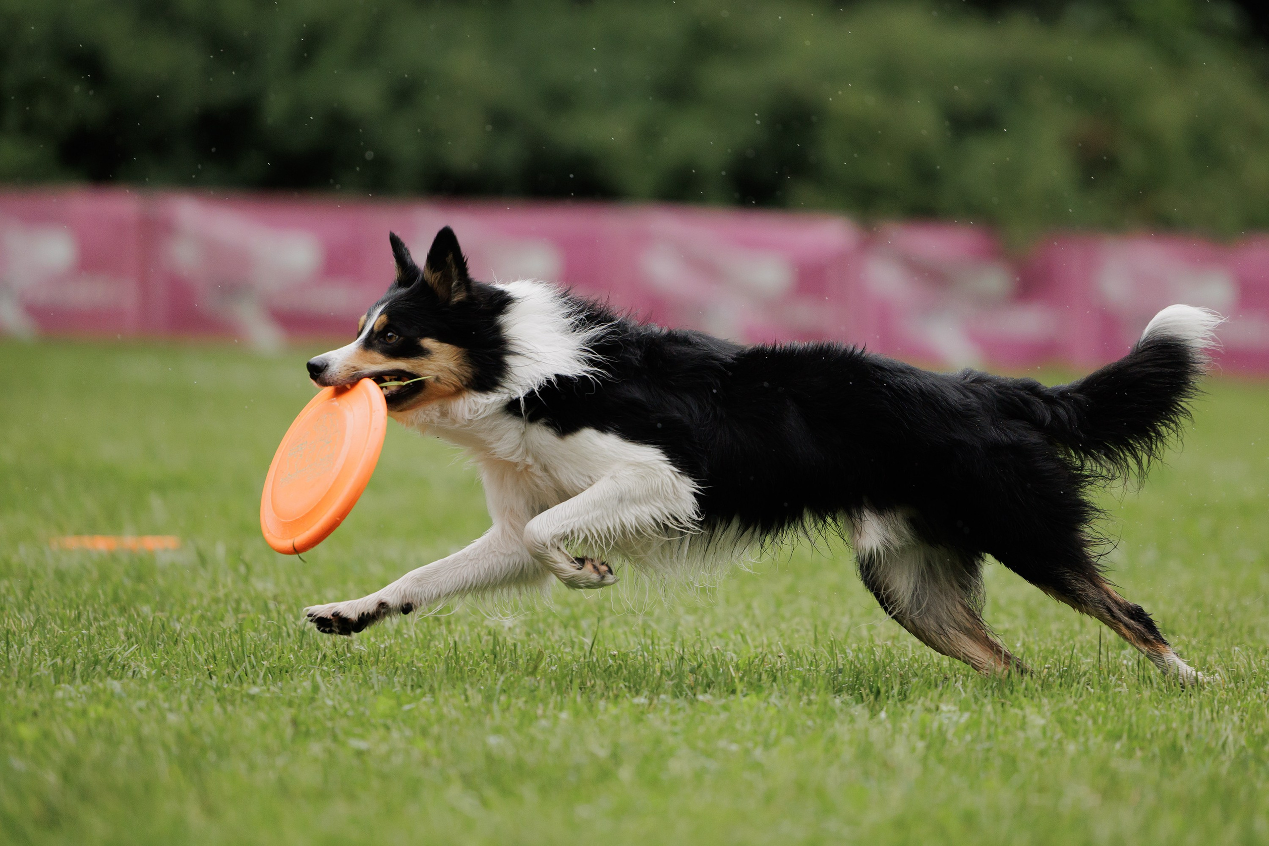 Latające psy, Wrocław'25. Kaja | fotograf psów we Wrocławiu