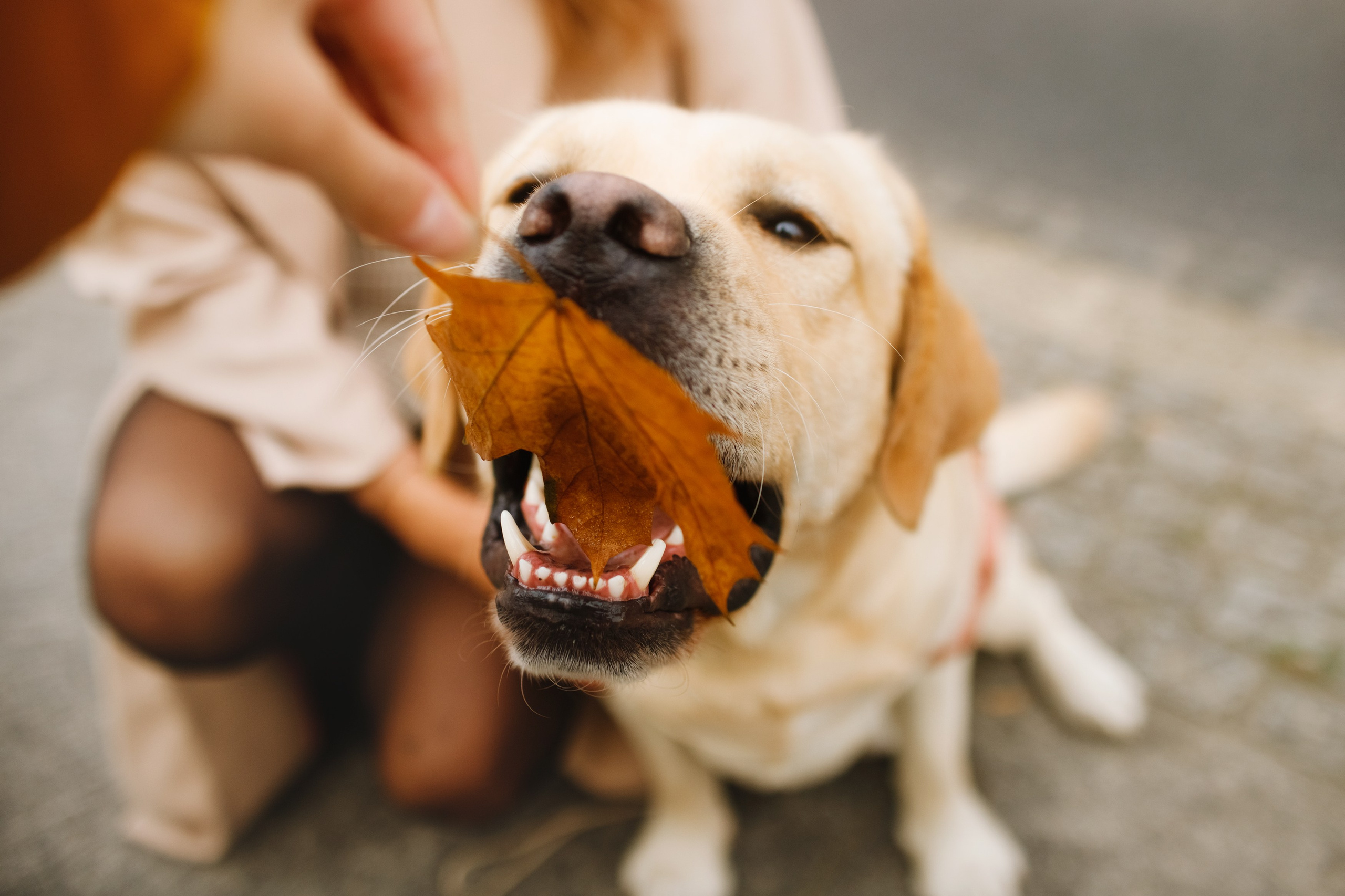 Katya & labrador. Kaja | fotograf psów we Wrocławiu