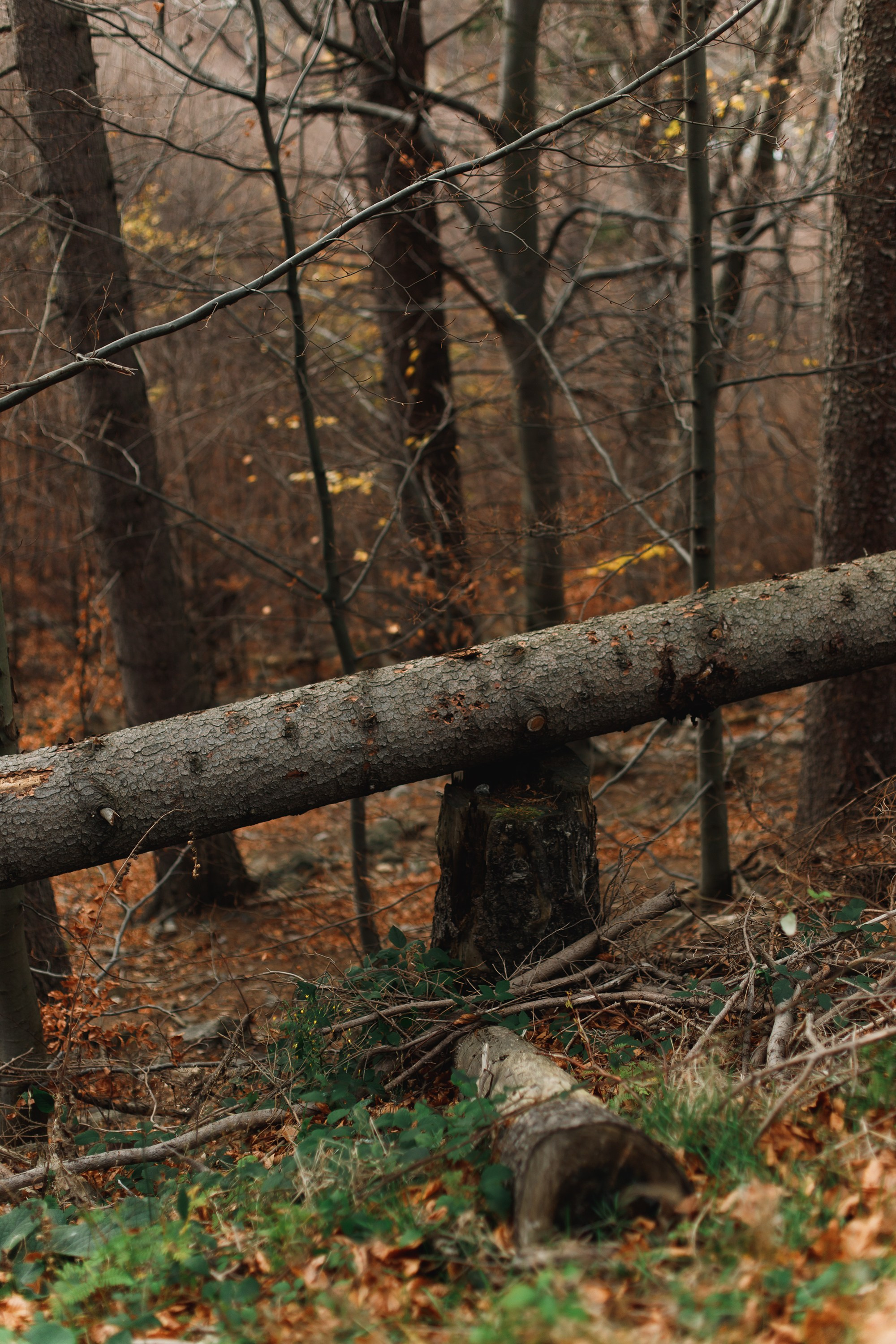 Sowie góry. Kaja | fotograf we Wrocławiu | ludzie i psy