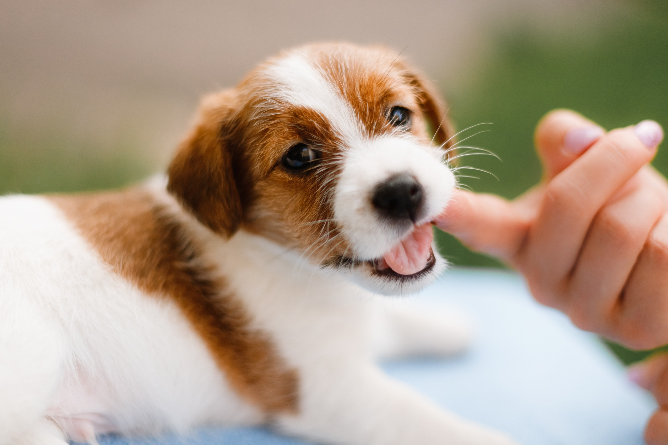 Jack russel puppies. Kaja | fotograf we Wrocławiu | ludzie i psy