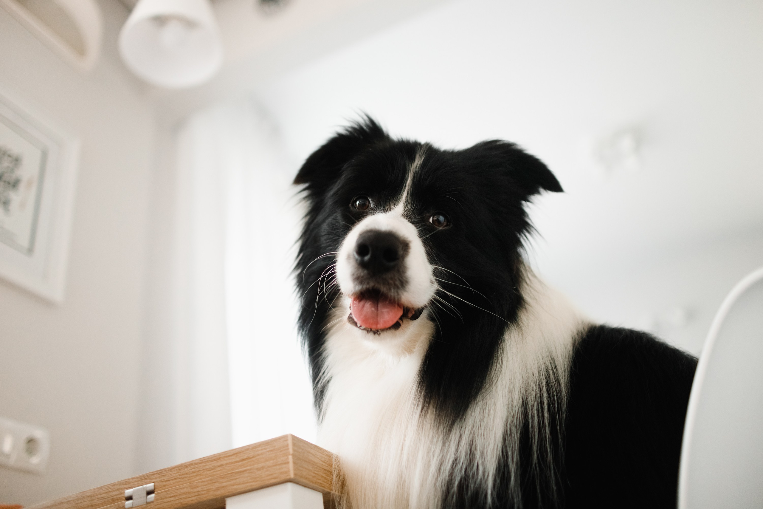 Evgenia & Richard. Kaja | fotograf we Wrocławiu | ludzie i psy