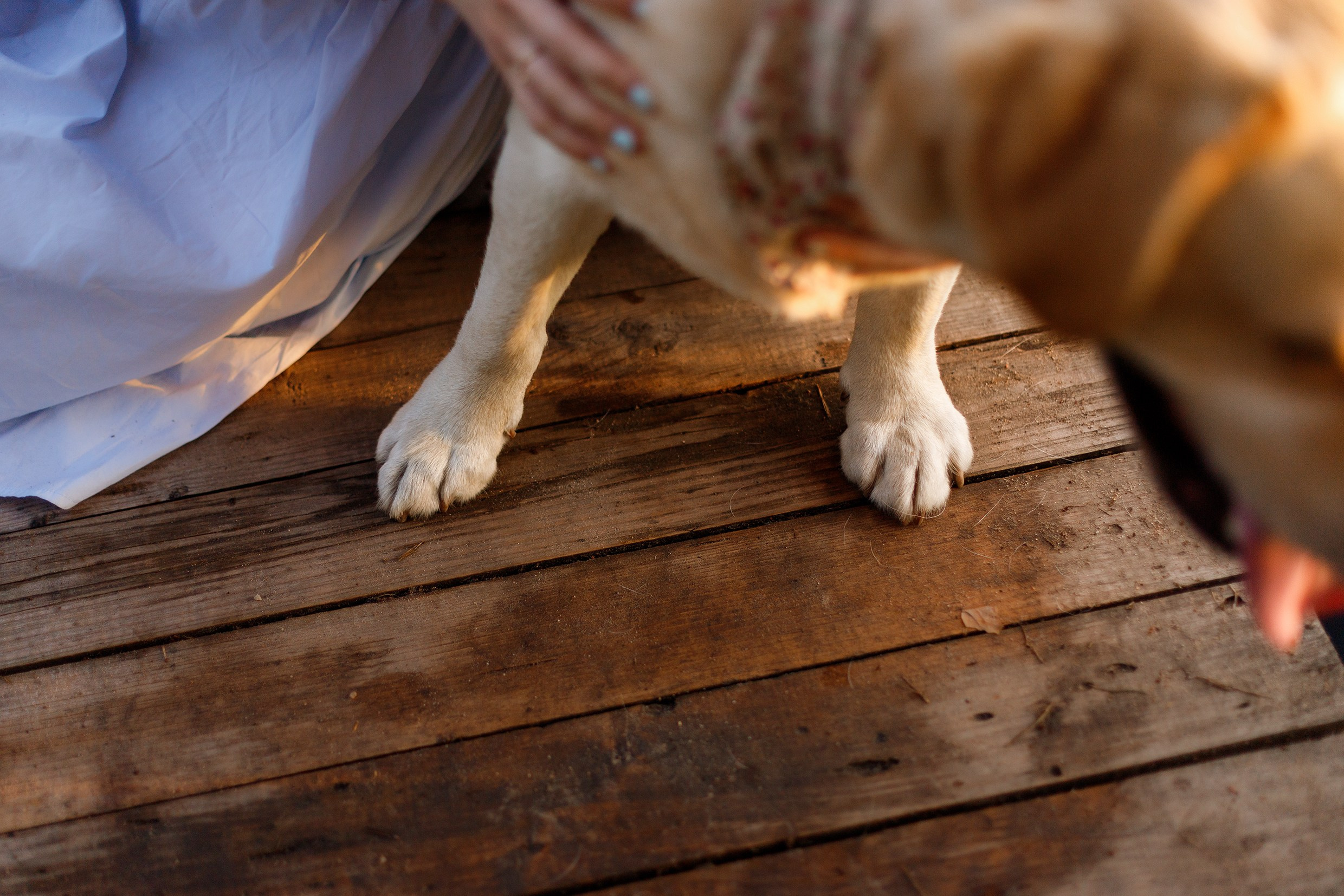 Nastya & Spark and Boss. Kaja | fotograf psów we Wrocławiu