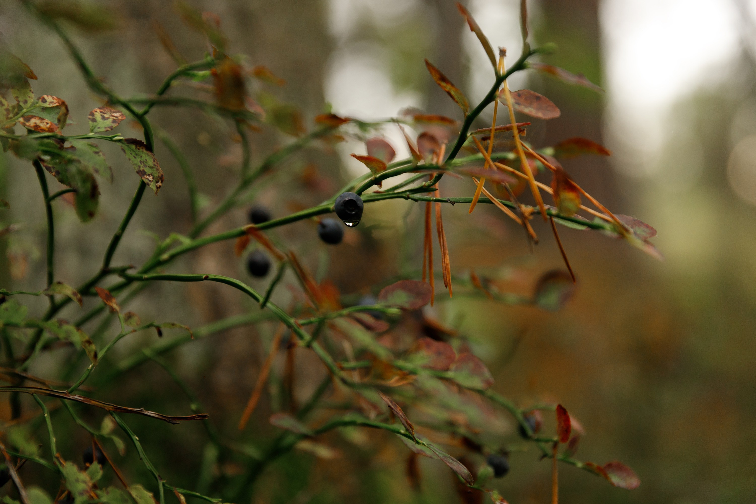 Turku. Kaja | fotograf psów we Wrocławiu