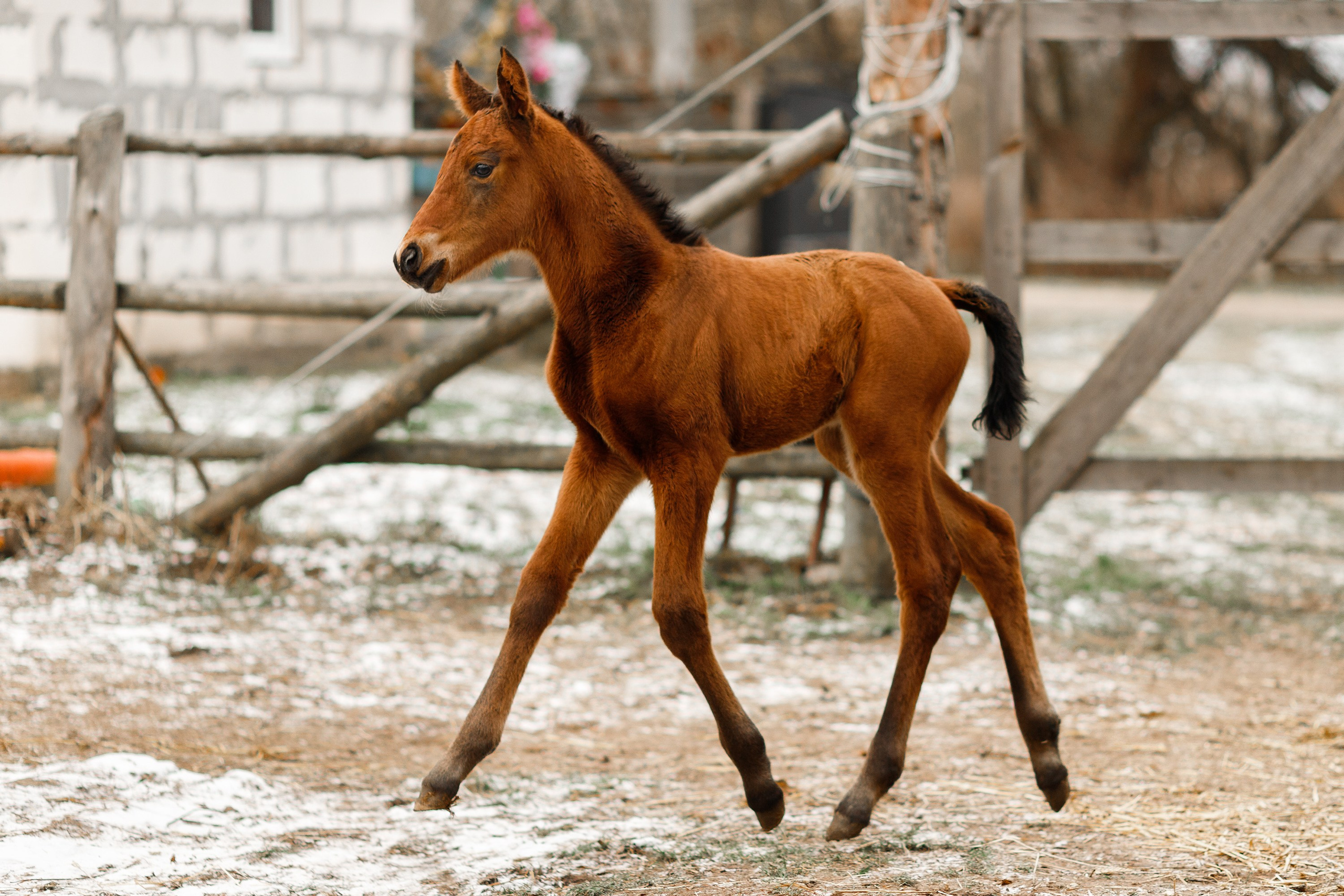 Winter stable. Kaja | fotograf psów we Wrocławiu