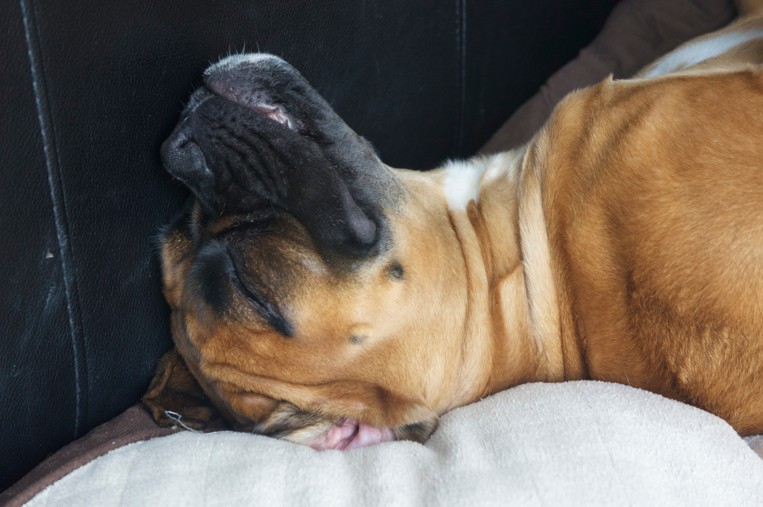 My ״Star״ Boxer Dog