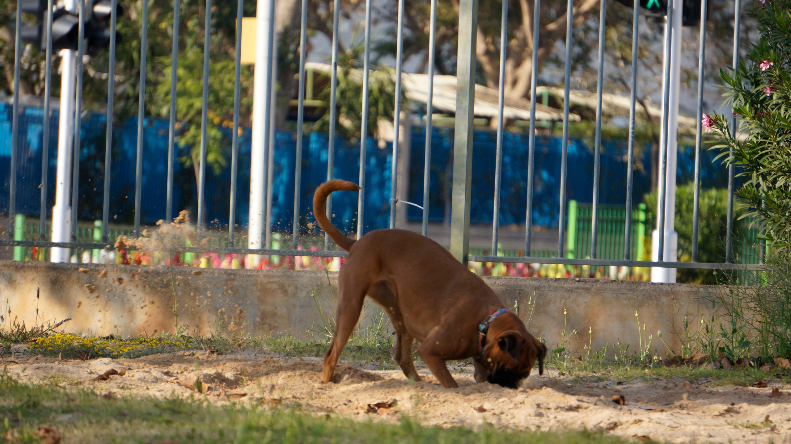 My ״Star״ Boxer Dog