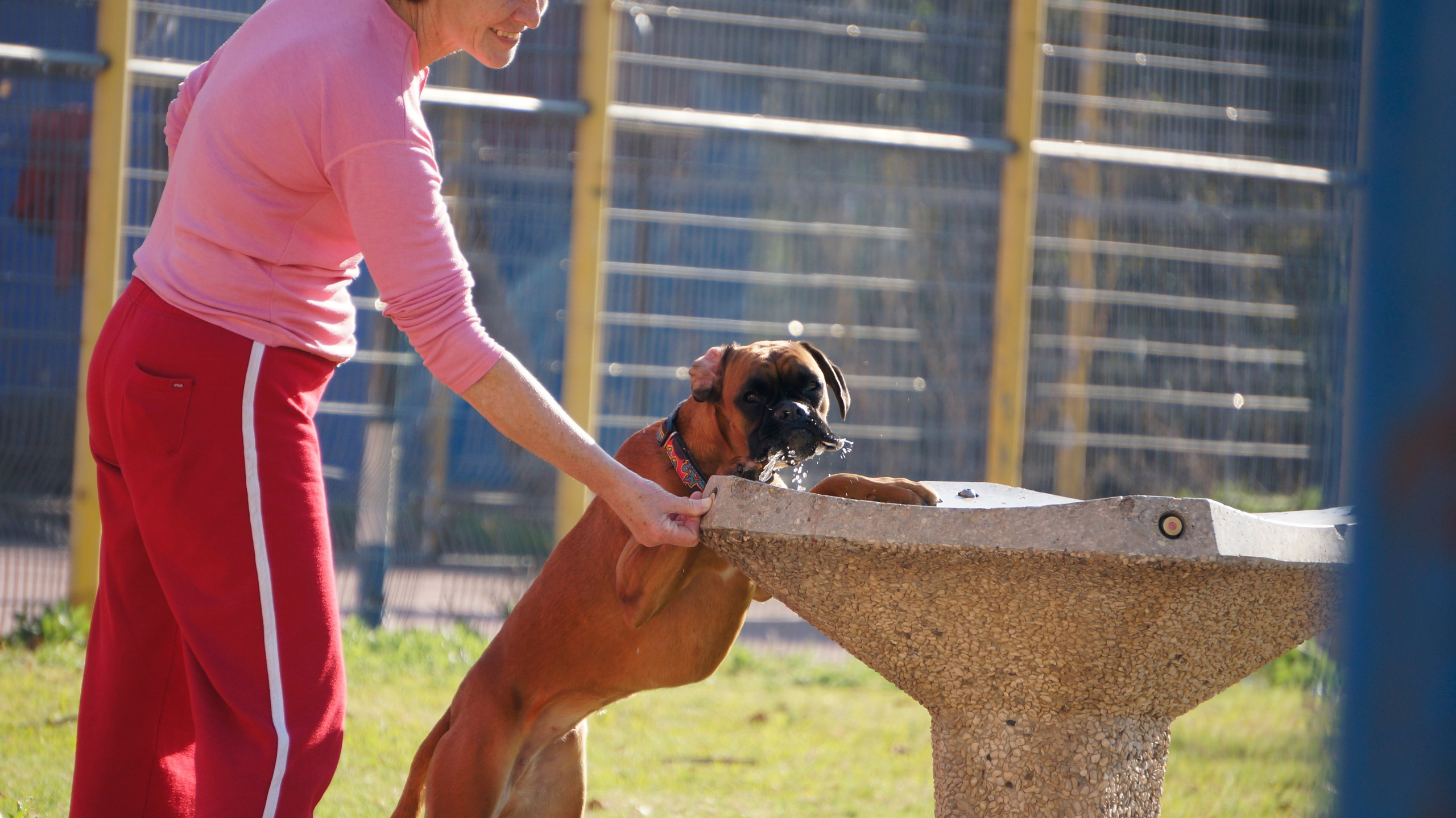 My ״Star״ Boxer Dog