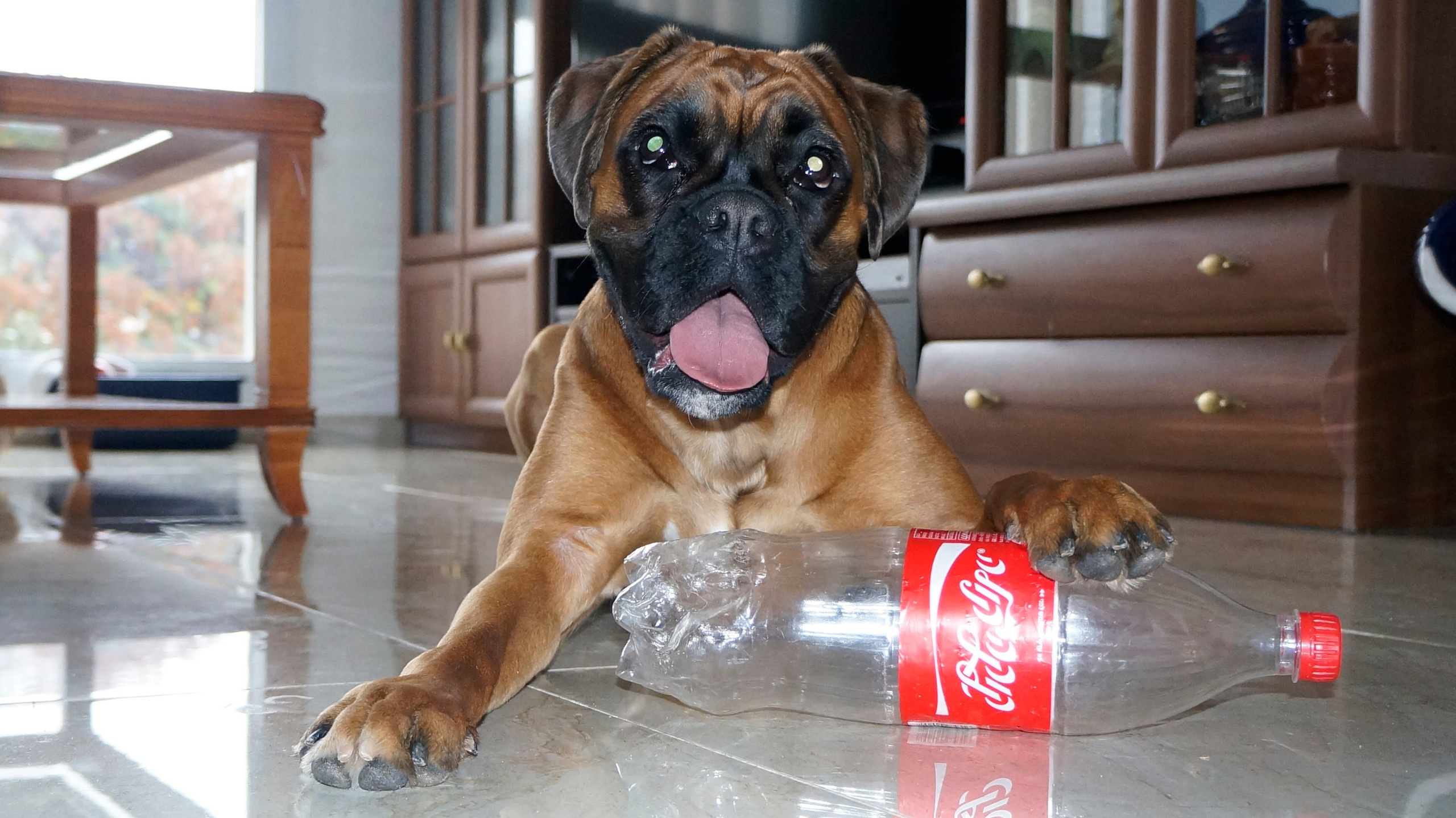 My ״Star״ Boxer Dog