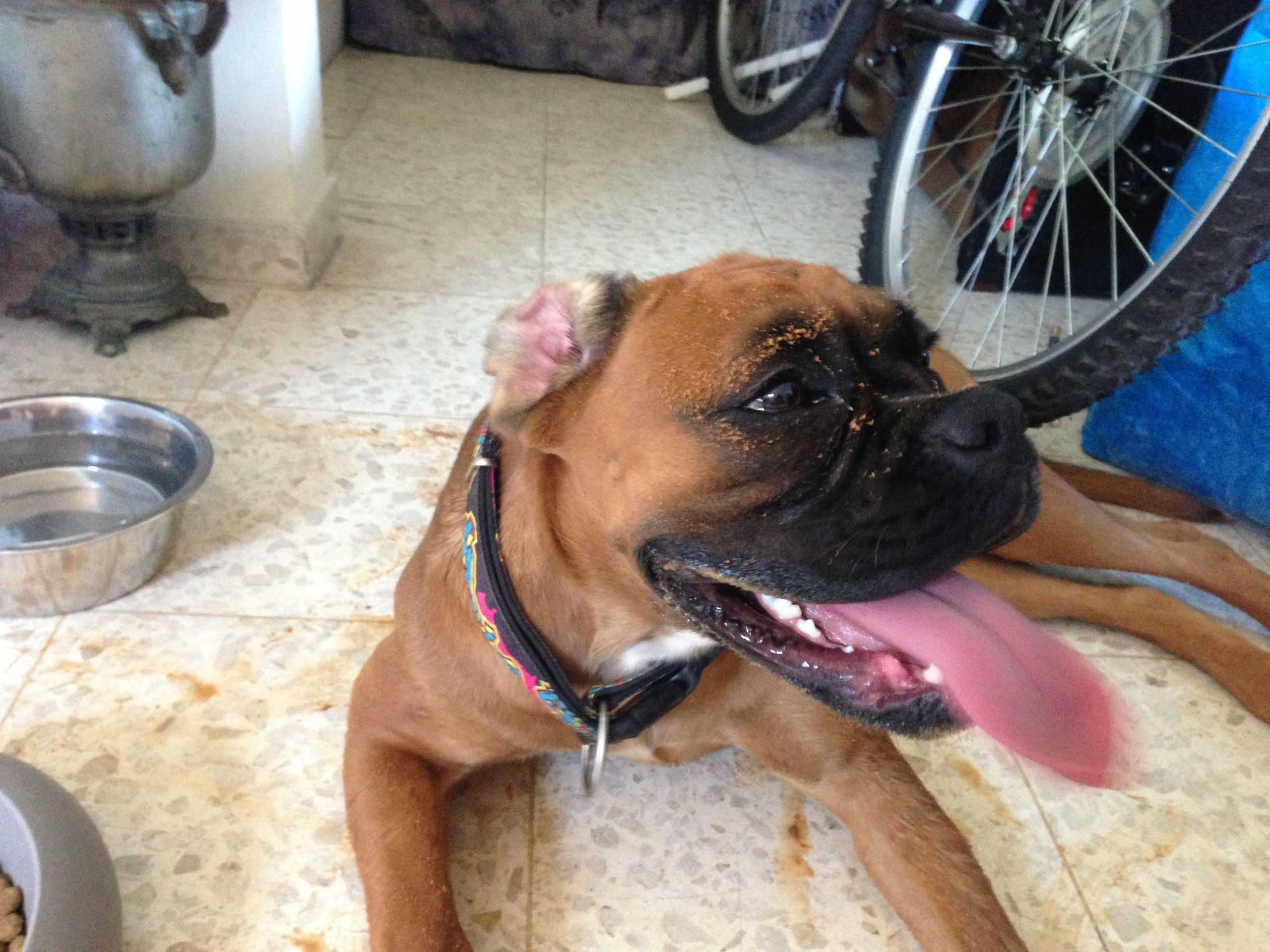 My ״Star״ Boxer Dog