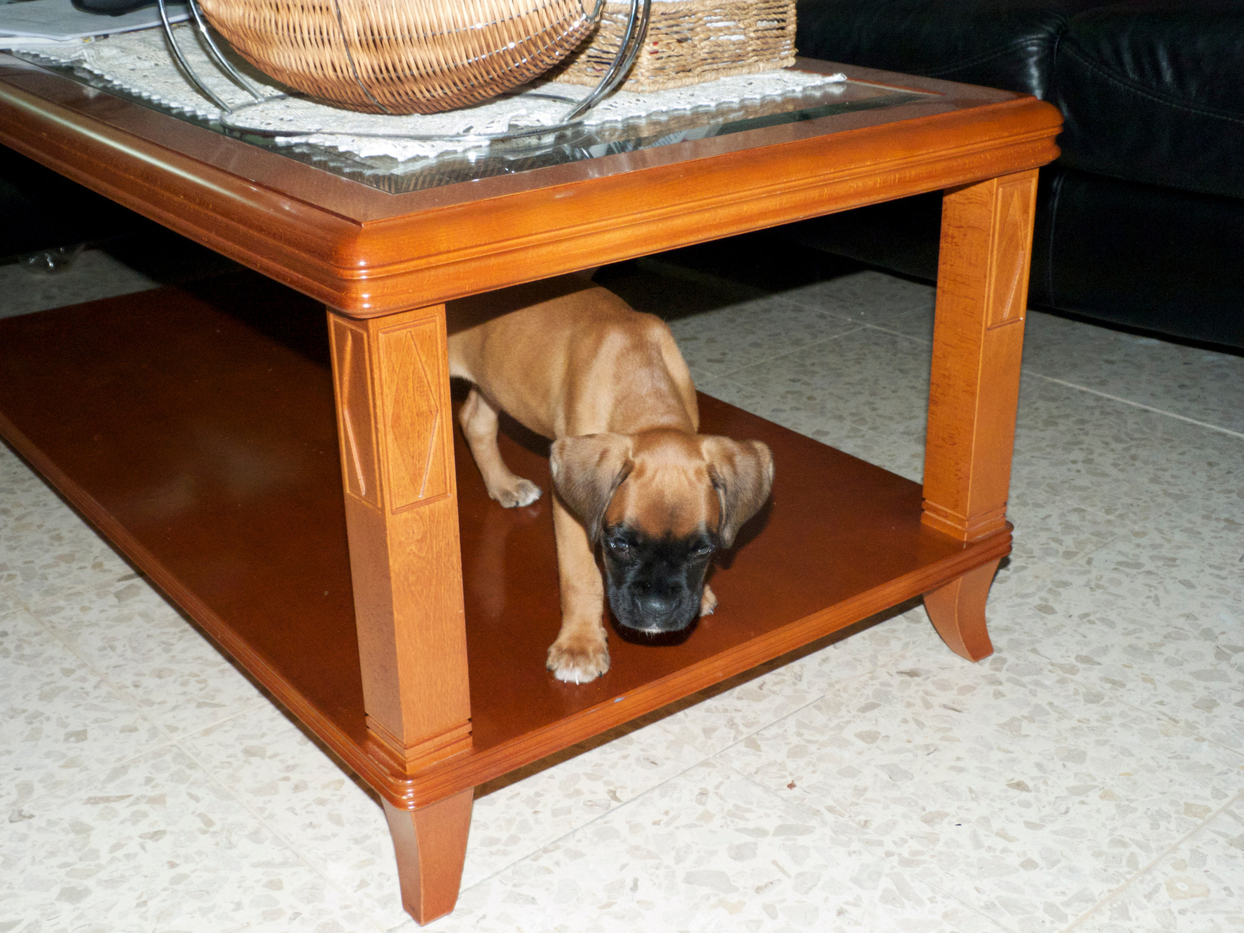 My ״Star״ Boxer Dog