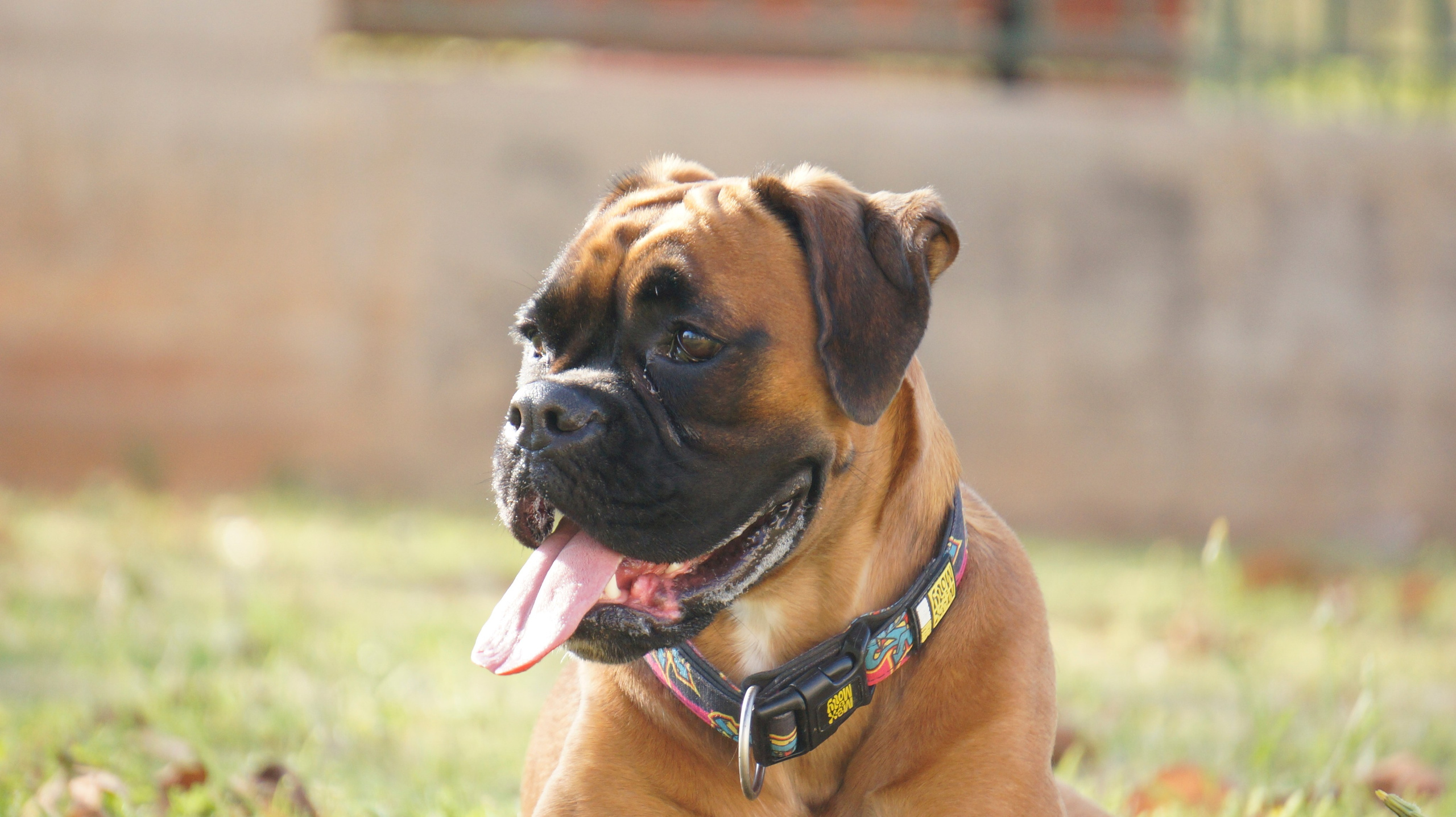 My ״Star״ Boxer Dog