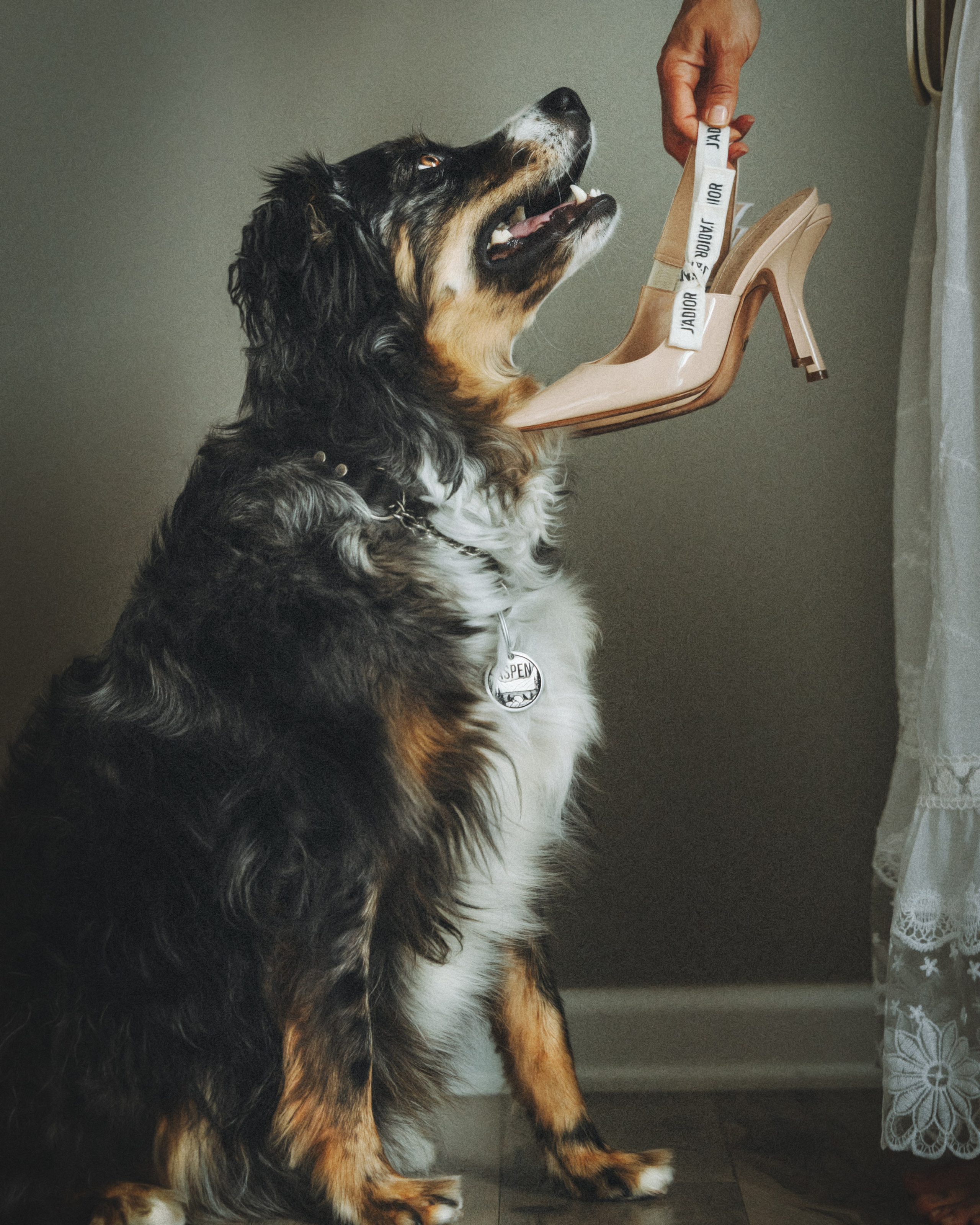 Aspen & Viktoriya. Pet Photographer Viktoriya Aleshenko