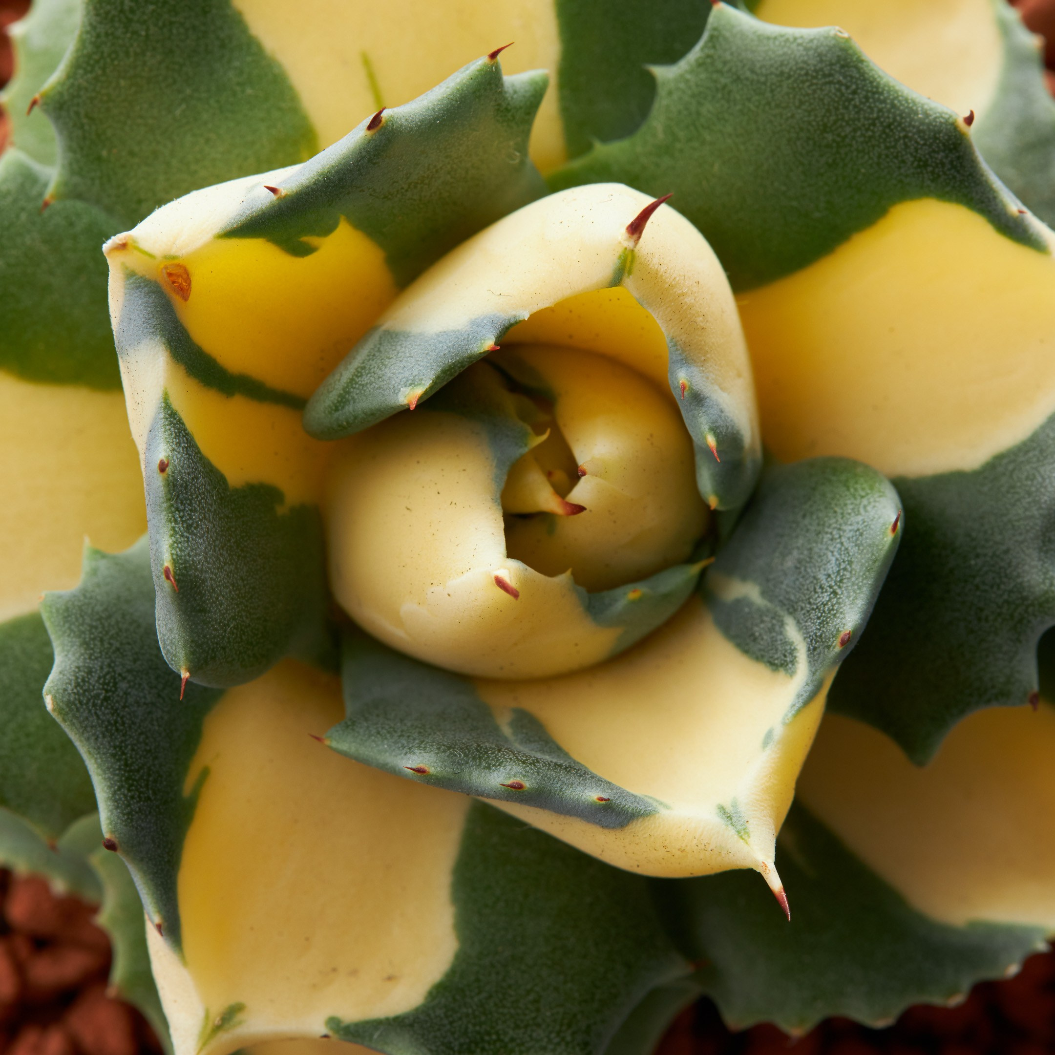 Decorative succulent closeup - photographer Andrey Dunin