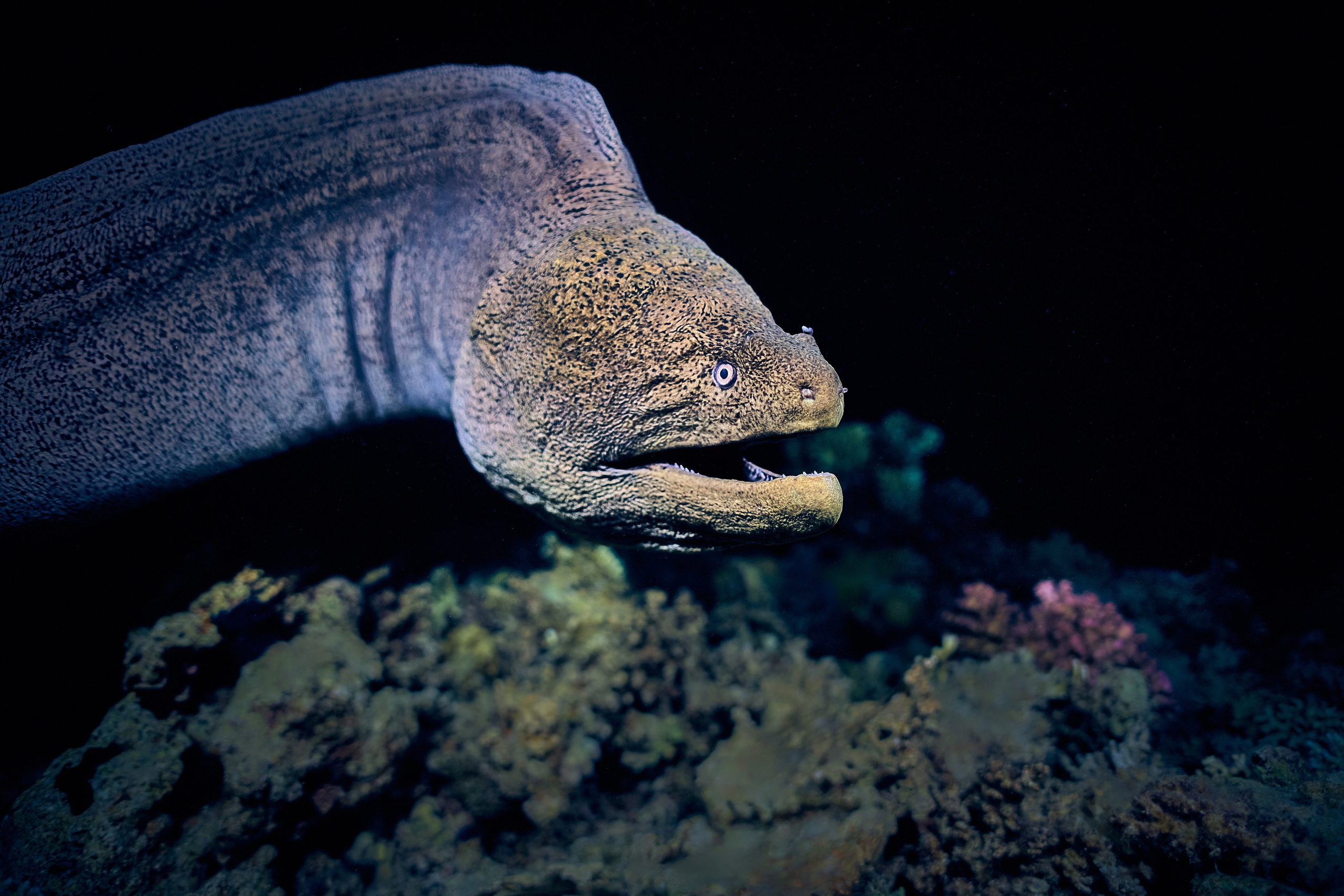 Mieszkańcy mórz. Andriej Szypilow — Photography & Videography