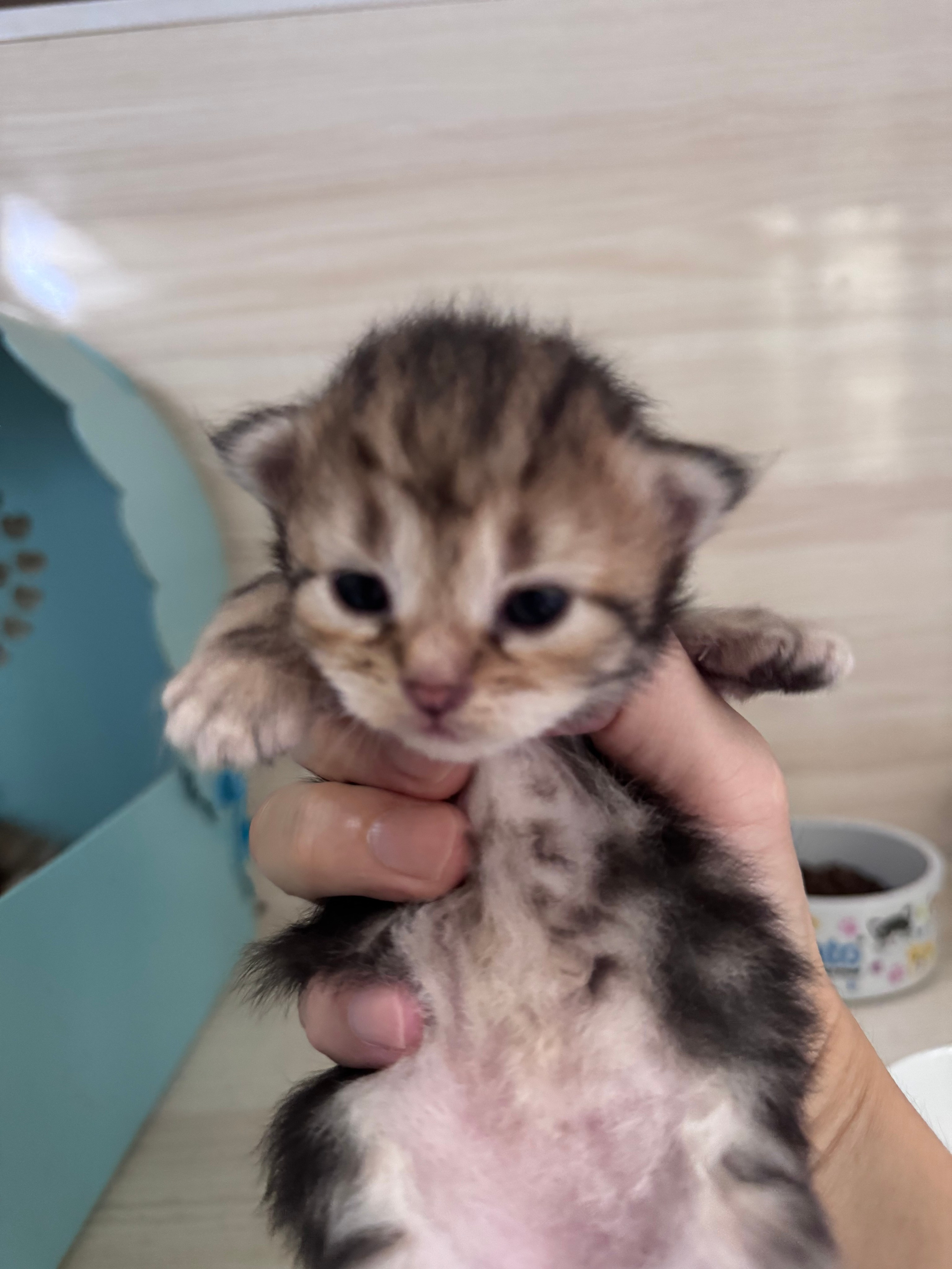 Dakota - Brown Classic Tabby Female (under observation)