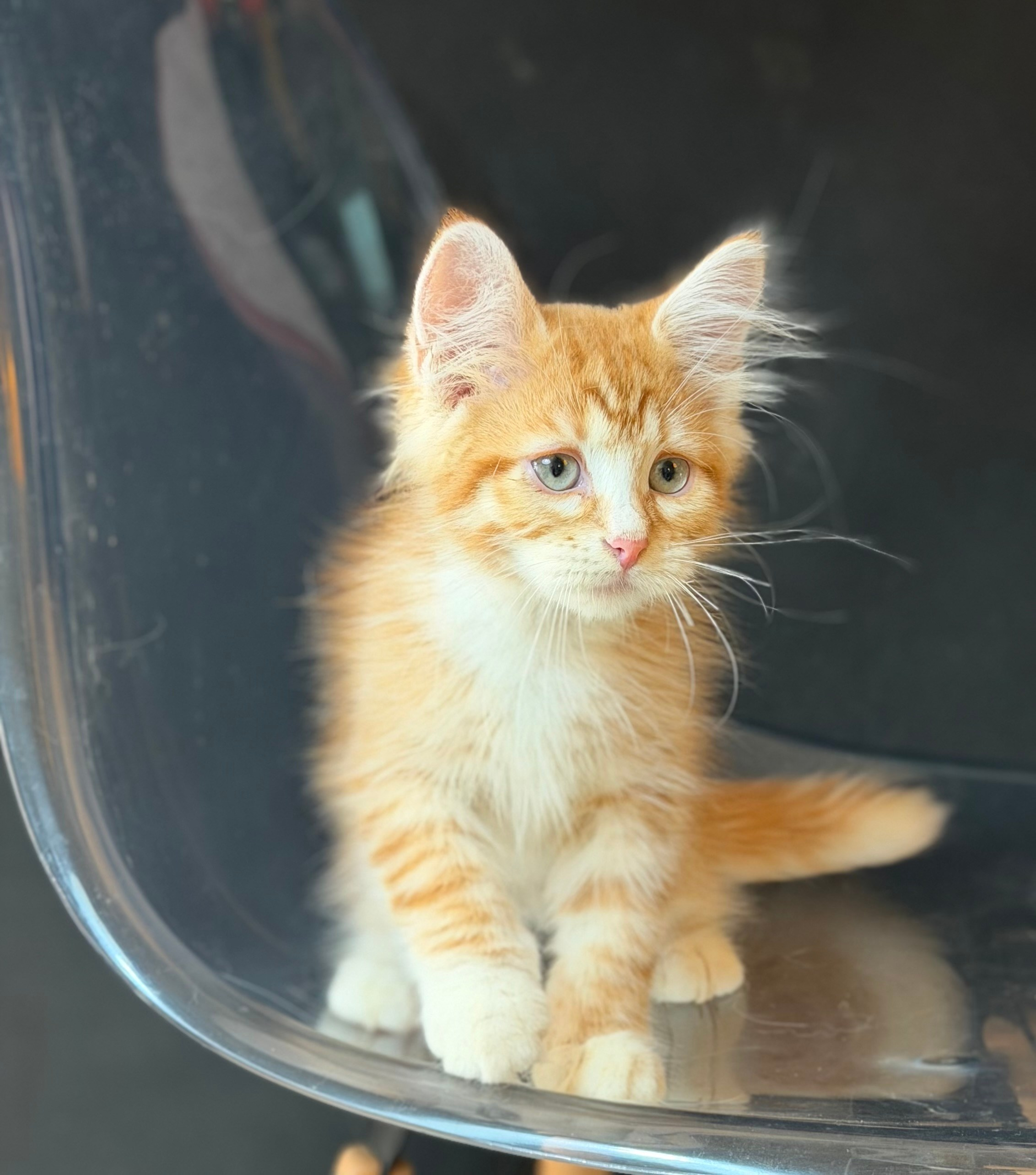 Available- Eli- Red Tabby Male